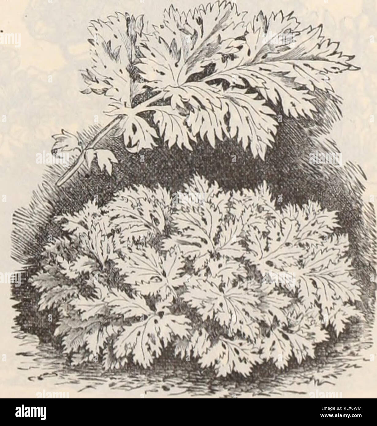 . Dreer's wholesale price list / Henry A. Dreer.. Nursery Catalogue. Phlox Drummondii Qrandiflora. SPECIALS ON THIS PAGE: Aureum. PEICE LIST. 17 Tr. pkt. Oz. Portulaca, single large flowering, mixed ... 10 20 &quot; &quot; &quot; compacta . 20 75 double large flowering, mixed 40 2 00 Primula, Chinese Fringed. ^ Tr. Tr. alba, white 60 I 00 alba magnifica, 7vhite yellow eye 60 I 00 Chiswick Red 60 i 00 Holborn Blue 60 I 00 Kermesina splendens, crimson 60 I 00 punctata elegantissima, spotted 60 I 00 Rosy Morn, pink 60 I 00 rubra, red 60 I 00 robusta grandiflora mixed 60 I 00 Dreer's choicest mixe Stock Photo