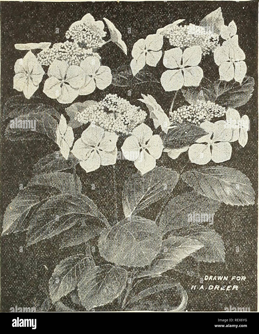 . Dreer's wholesale price list summer edition 1902 July to August : seasonable flower and vegetable seeds, fertilizers, tools, etc., etc. Bulbs (Plants) Catalogs; Flowers Seeds Catalogs; Vegetables Seeds Catalogs; Nurseries (Horticulture) Catalogs. WHOLESALE PRICE LIST. 7. HYDRANGEA HORTENSIS MARIESII. Genista Fragrans. A nice lot of 4-in. pot plants, $2.00 per doz.; $15.00 per 100. Hydrangea Hortensis Mariesii. One of the most distinct and effective varieties yet introduced. It is especially remarkable for the large size and distinct color of its sterile flowers, which are fully 3 inches acro Stock Photo