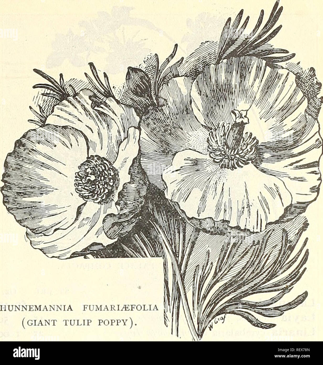 . Dreer's wholesale price list for 1902: flower seeds, bulbs, aquatics plants vegetable seeds, tools, implements, fertilizers, etc., etc. Bulbs (Plants) Catalogs; Flowers Seeds Catalogs; Vegetables Seeds Catalogs; Nurseries (Horticulture) Catalogs. GREVII.LEA ROBUSTA. Qeum atrosanguineum fl. pi. . Glaucium luteum [comicula/um) Globe Amaranth, mixed . . nana compacta, red Gloxinia, hy. grandiflora, mixed &quot; &quot; spotted mixed . . &quot; &quot; erecta &quot; ... Gnaphalium leontopodium [Edelweiss) . . Godetia, gloriosa mixed Golden Rod {SoHdago) Gourd, Ornamental, bottle sliaped .... Calab Stock Photo