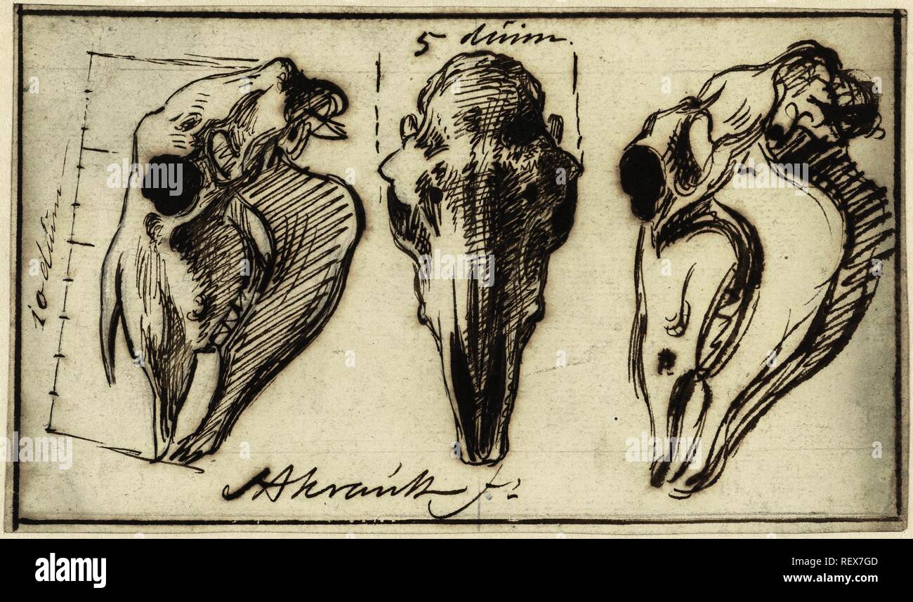Three horse skulls. Draughtsman: Simon Andreas Krausz. Dating: 1770 - 1825. Measurements: h 132 mm × w 229 mm. Museum: Rijksmuseum, Amsterdam. Stock Photo