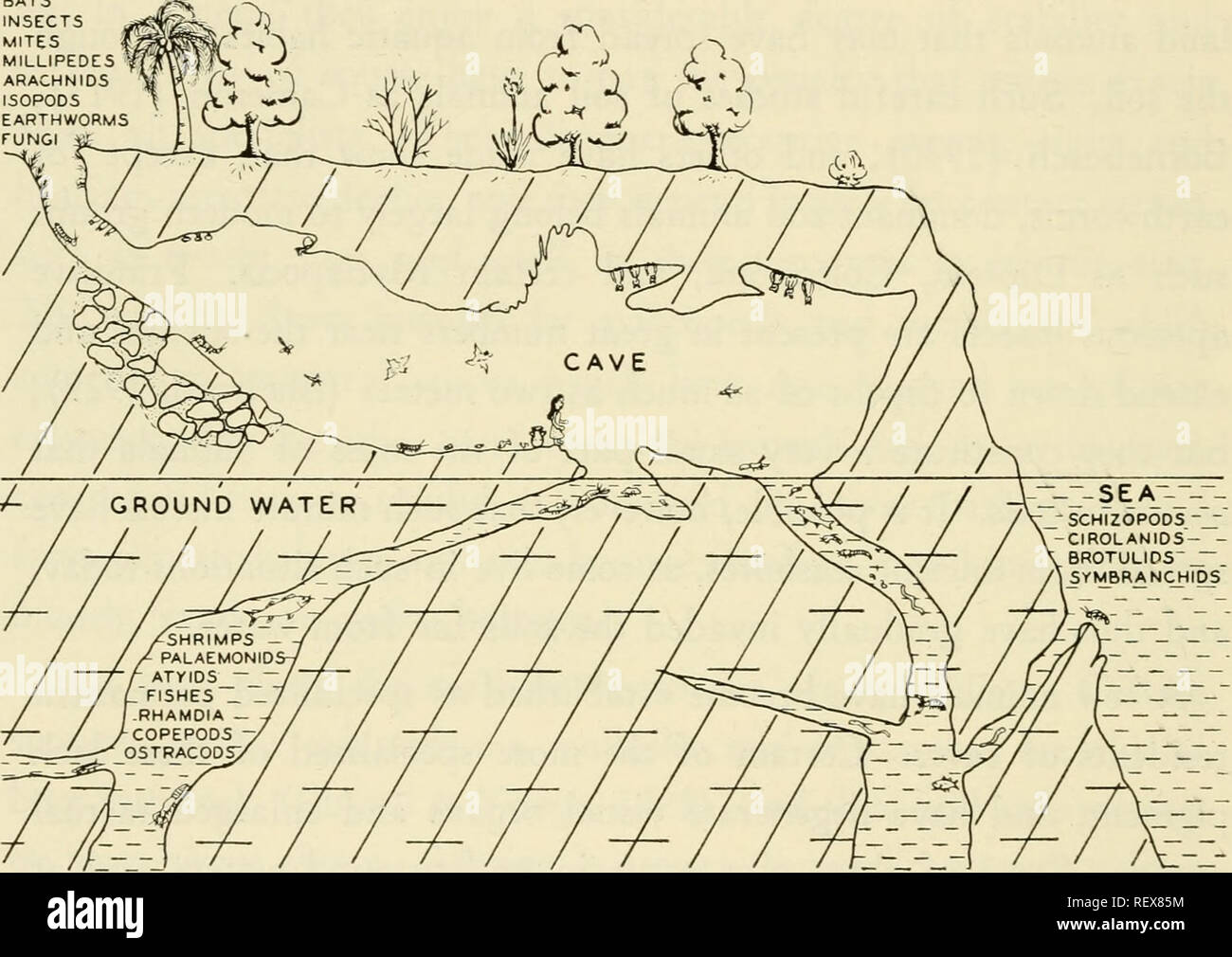 The emigrations of animals from the sea. Animal ecology; Animal migration. 40 Routes from the Sea porary residents and some of the less highly specialized cave in- habitants are widely distributed The emigrations of animals from the sea. Animal ecology; Animal migration. 40 Routes from the Sea porary residents and some of the less highly specialized cave in- habitants are widely distributed