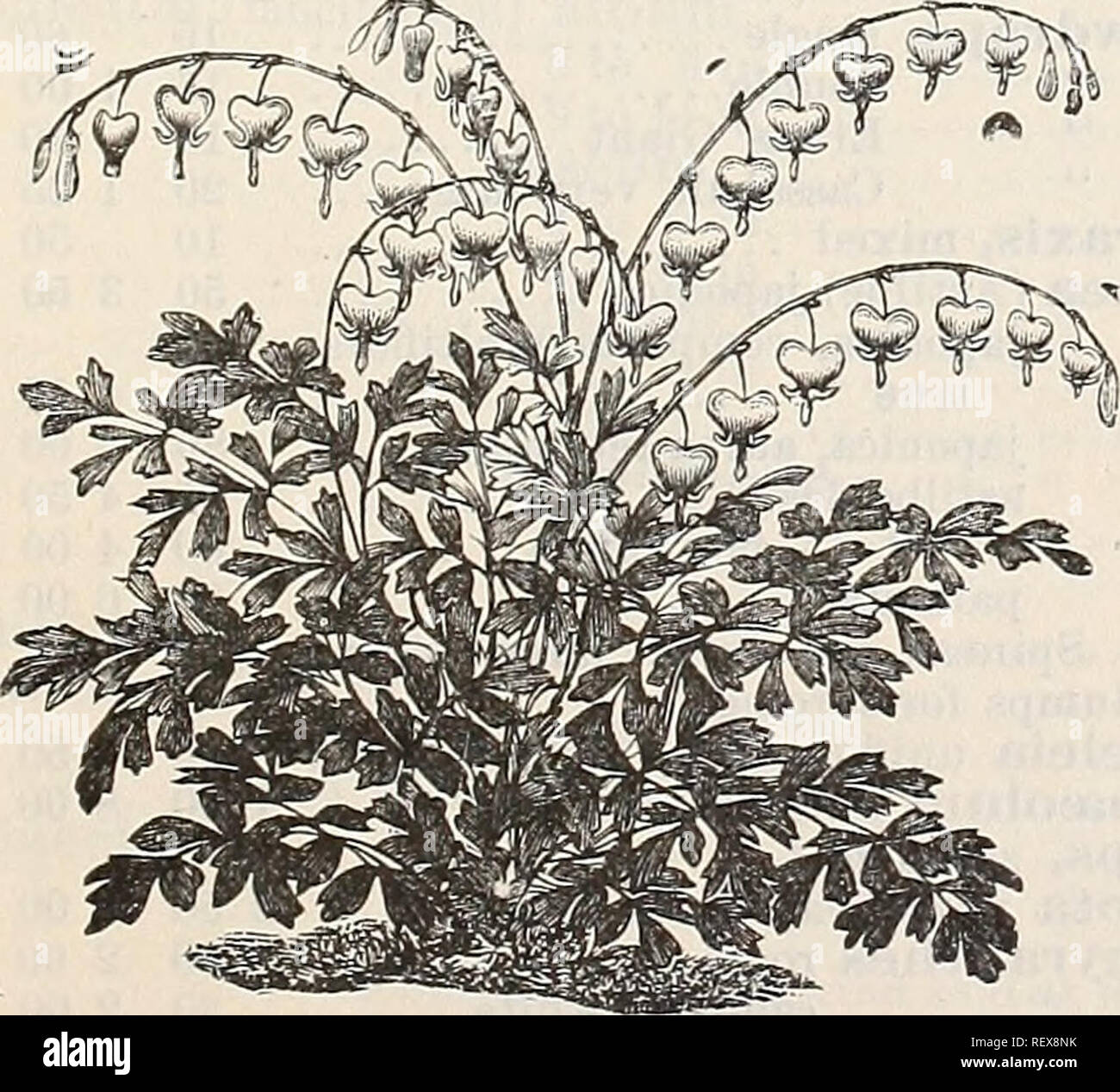 . Dreer's wholesale price list autumn edition September 1899 December : bulbs plants flower and vegetable seeds for fall ... planting implements, fertilizers and requisites. Bulbs (Plants) Catalogs; Flowers Seeds Catalogs; Vegetables Seeds Catalogs; Nurseries (Horticulture) Catalogs. Cyclamen Persicum Giganteum. Per qoz. Per 100 Per 1000 Chionodoxa, lucillae (Glory of the Snow) $ 15$ 75 $6 00 &quot; lucillae gigantea 15 100 8 00 &quot; Sardensis, intense blue 15 75 6 00 &quot; Tmolusi, deep indigo. 20 1 25 10 00 Colcliicum, autumnale, mixed, (Autumn Crocus).... 40 2 50 &quot; Parkinsoni 40 2 5 Stock Photo