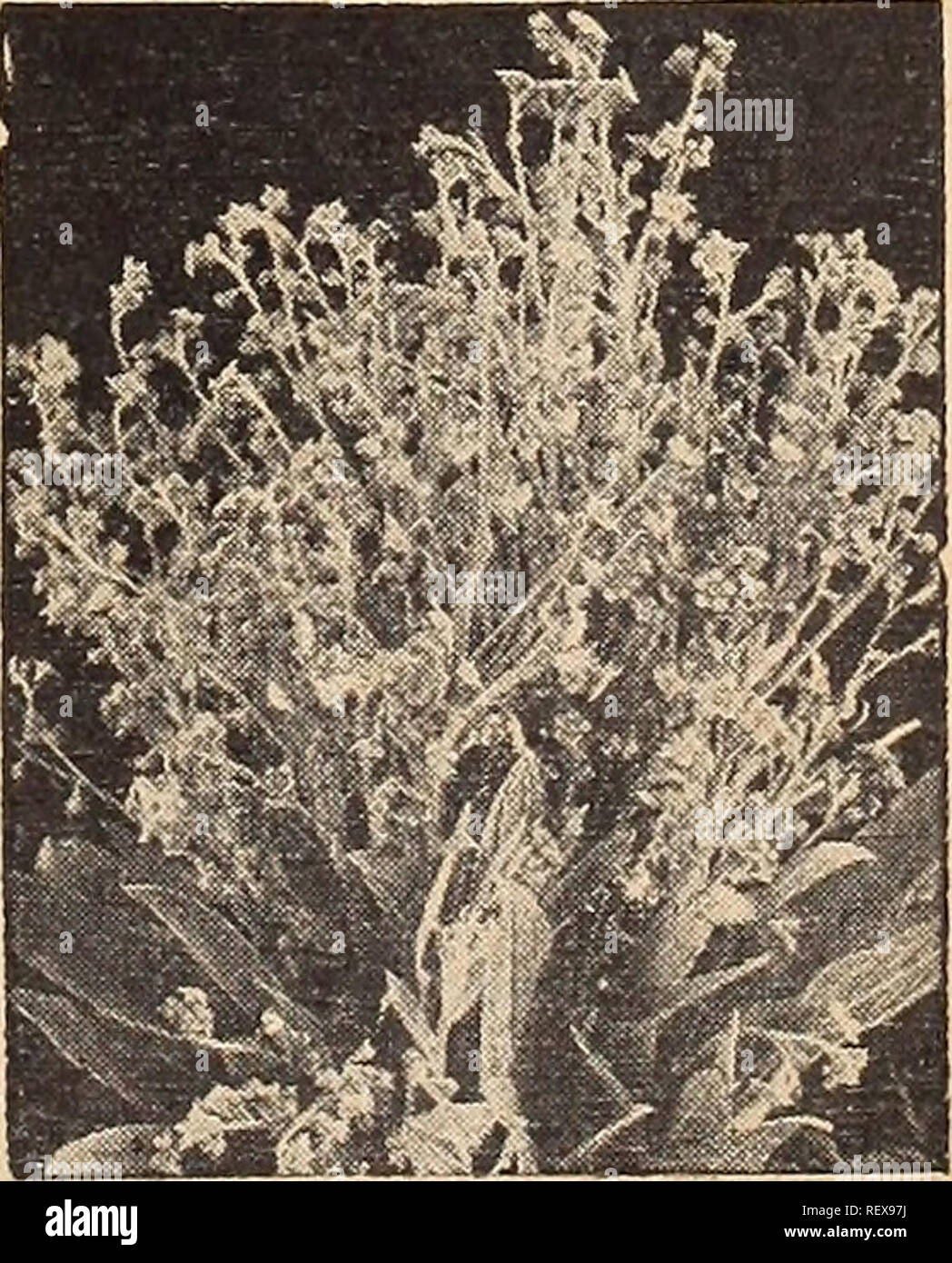 Dreer S Wholesale Catalog For Florists And Market Gardeners 1942 Winter Spring Summer Bulbs Plants Catalogs Vegetables Seeds Catalogs Flowers Seeds Catalogs Nurseries Horticulture Catalogs Gardening Equipment And Supplies Catalogs Dreer S