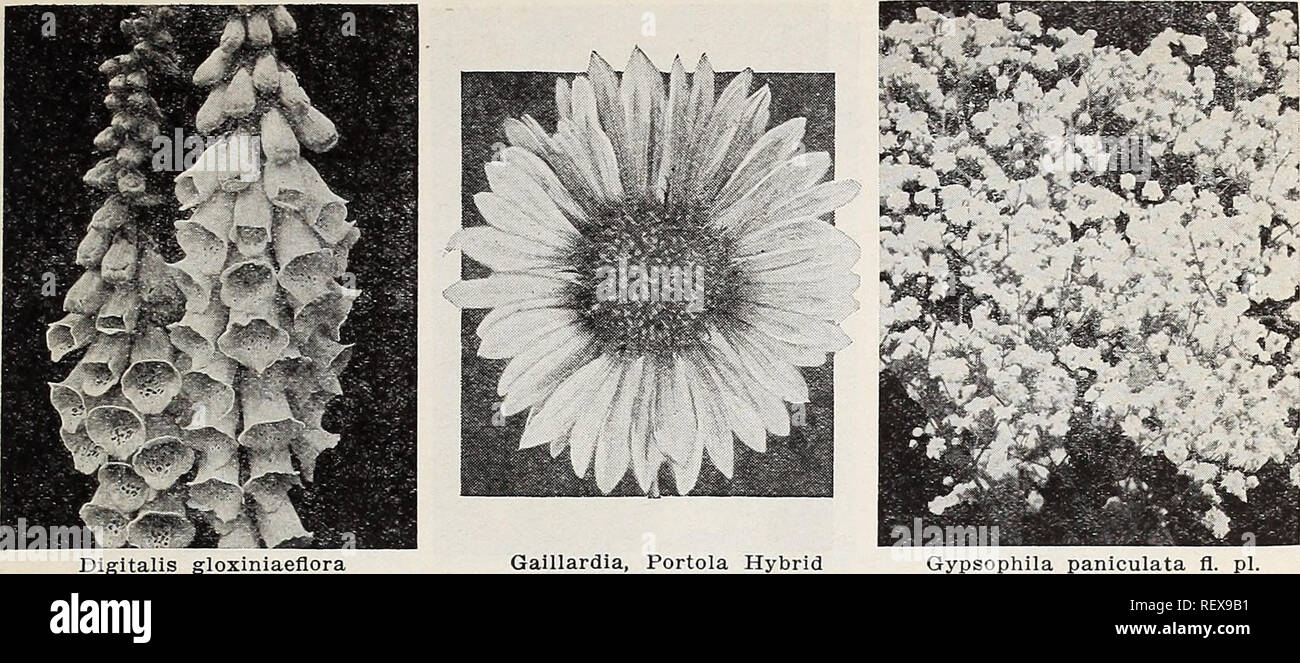 . Dreer's wholesale catalog for florists and market gardeners : autumn 1941 edition. Bulbs (Plants) Catalogs; Vegetables Seeds Catalogs; Flowers Seeds Catalogs; Nurseries (Horticulture) Catalogs; Gardening Equipment and supplies Catalogs. ftlENRY A. DREER, Inc. Perennial Flower Seeds WHOLESALE CATALOG. Digitalis gloxiniaeflora Gaillardia, Portola Hybrid Gypsophila paniculata fl. Delphinium—continued Tr. pkt. Oold Medal Hybrids. A splendid strain of mixed iiybrids. % lb. $4.00 $0 25 Belladonna Improved (Cliveden Beauty). A very select strain of strong, vigor- ous habit. Large flowers of brillia Stock Photo