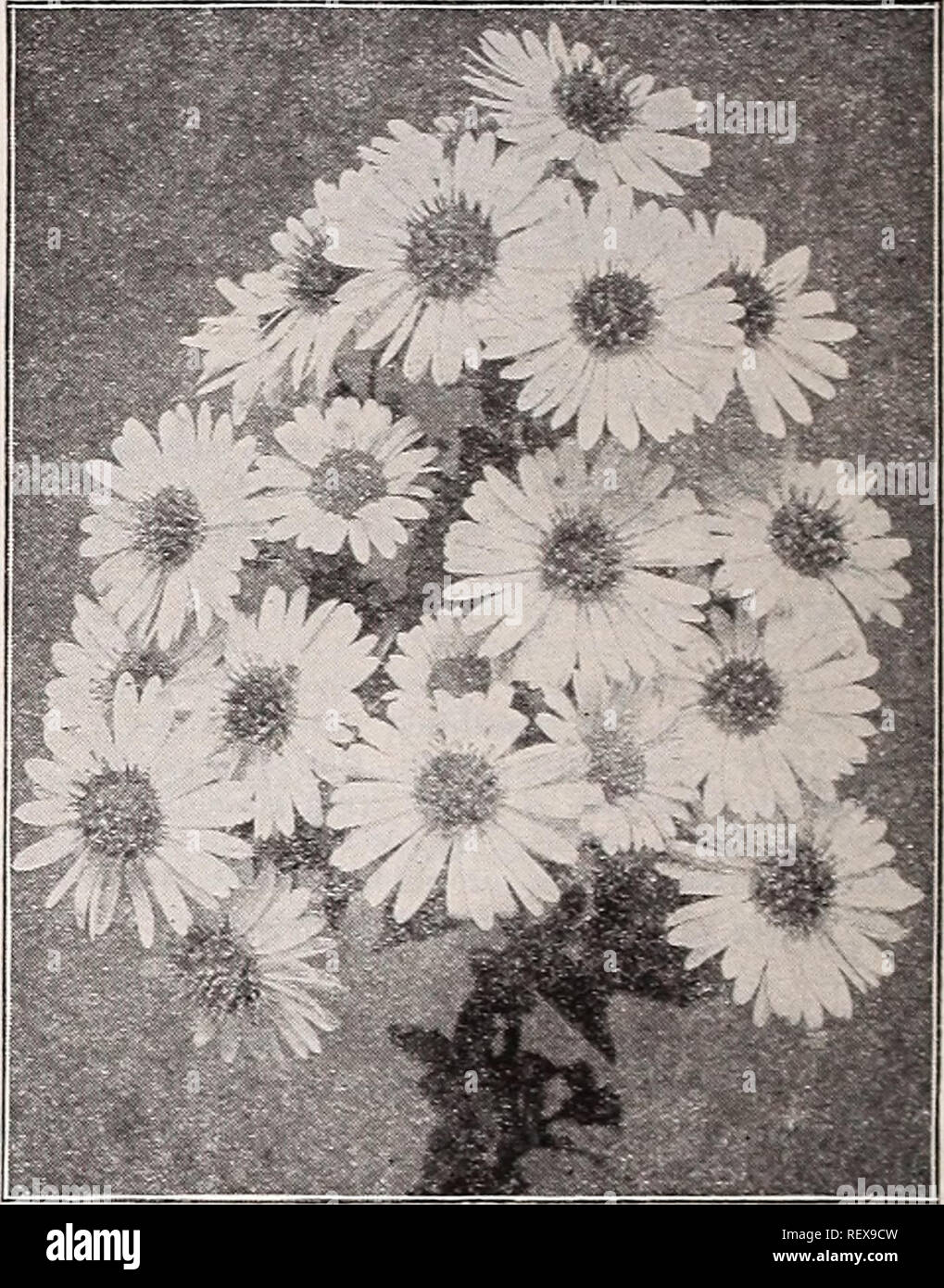 Dreer S Wholesale Catalog For Florists And Market Gardeners Autumn 1941 Edition Bulbs Plants Catalogs Vegetables Seeds Catalogs Flowers Seeds Catalogs Nurseries Horticulture Catalogs Gardening Equipment And Supplies Catalogs Dreei S Long