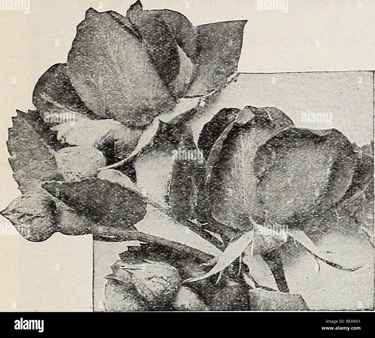 Dreer S Wholesale Catalog For Florists And Market Gardeners Autumn 1941 Edition Bulbs Plants Catalogs Vegetables Seeds Catalogs Flowers Seeds Catalogs Nurseries Horticulture Catalogs Gardening Equipment And Supplies Catalogs Nry A