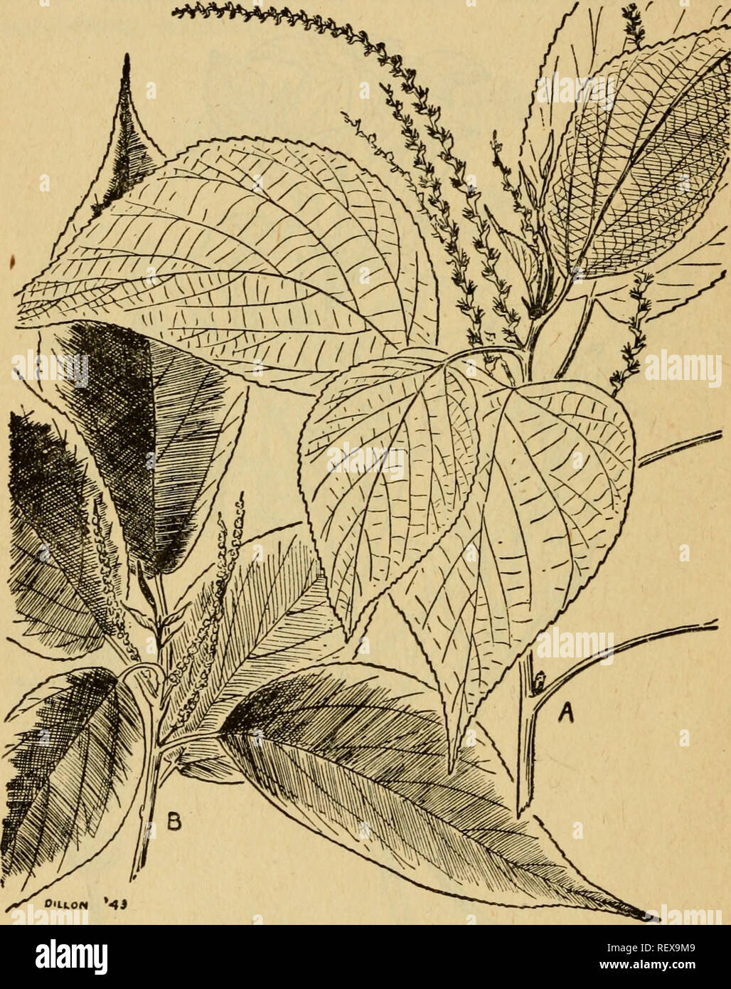 . Emergency food plants and poisonous plants of the islands of the Pacific. Plants, Edible -- Islands of the Pacific; Poisonous plants. 20 QUARTERMASTER CORPS by its colored leaves. It is a native of Polynesia and is planted in hedges and near houses throughout Malaya, fre- quently abundant. The young shoots and young leaves may. Figure 52.—Acalypha loilkesiana. be cooked and eaten. There are various other species of this genus, herbs, shrubs, or small trees, all with green leaves, whose young parts may also be similarly prepared and eaten with safety. Local names: Ddun-vidngsi, ddun- ndngsi,  Stock Photo