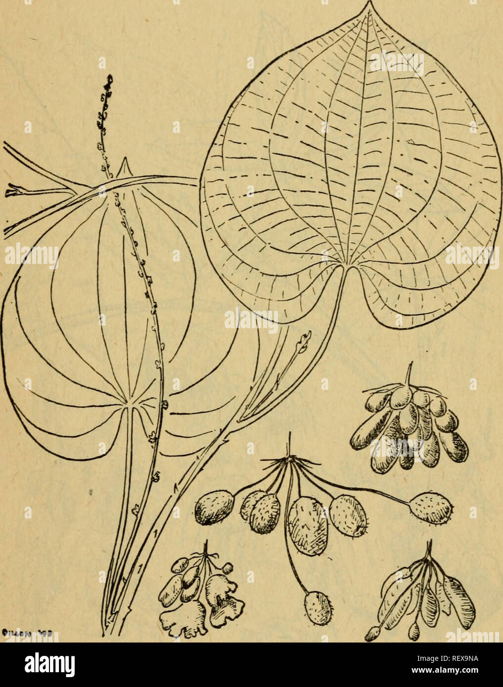 . Emergency food plants and poisonous plants of the islands of the Pacific. Plants, Edible -- Islands of the Pacific; Poisonous plants. EMERGENCY FOOD PLANTS AND POISONOUS PLANTS 19 in the leaf axils. Warning: While the axillary bulbs and the yams may be eaten when properly prepared (see g below), they should never be eaten unprepared, as they are definitely poisonous. Seek the advice of informed natives if possible as to how the tubers should be treated. Local names: Huwi, buwah, gembolo, kambubu, ahuhu, ohuhu, kapilpu, pulugan, hoi^ VI, soi, abardka, vdti, nam.. Figure 23.—Goa yam {Dioscorea Stock Photo