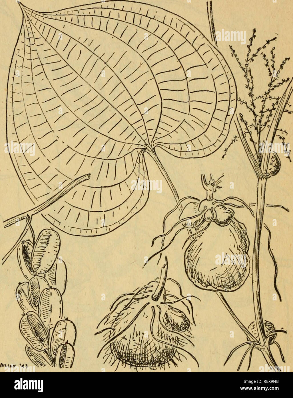. Emergency food plants and poisonous plants of the islands of the Pacific. Plants, Edible -- Islands of the Pacific; Poisonous plants. 19 QUARTERMASTER CORPS. Figure 22.—Bulb yam {Dioscorea bulbifera). enormously in shape and size, sometimes rather small, some- times weighing up to 30 pounds. The flesh varies from white to purple. An excellent food boiled or roasted. Local names: Ubi, uhi, ufi, ui-pdrai, uvi, uwi, huwi, heri, heli, lame, lutu, gusu, dago. d. Bulb yam {Dioscorea bulbifera).—^This twining vine has smooth stems. It grows in thickets, and is sometimes cul- tivated. Usually fairly Stock Photo