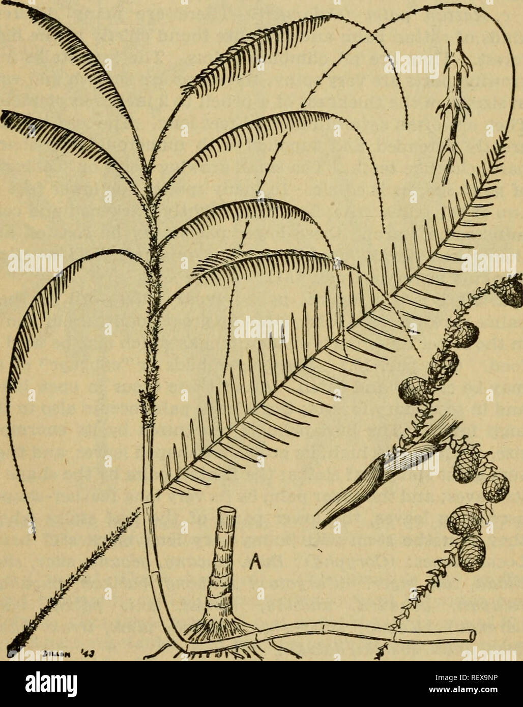 Romola A-line V-neck Milk Wedding dress, image size:1028x1390