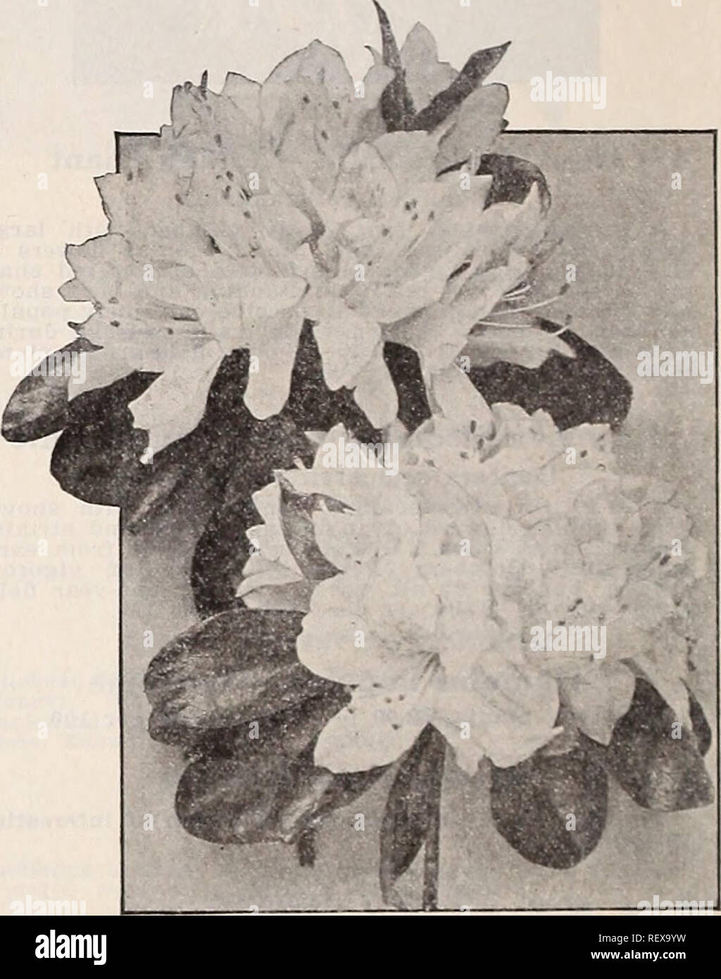 . Dreer's wholesale catalog for florists : winter - spring - summer 1938. Bulbs (Plants) Catalogs; Vegetables Seeds Catalogs; Flowers Seeds Catalogs; Nurseries (Horticulture) Catalogs; Gardening Equipment and supplies Catalogs. Asparagus Sprengeri . $1.00 per doz.: $6.00 per 10( DREERS ^' IOOth . ANNIVERSARY^ f Agapanthus umbellatus Agapanthus Umbellatus. Strong plants in 6-inch pots. 75c each. Strong plants in 8-inch tubs, $2.00 each. Agl&lt; laonema UodeBttuu (Chinese Evergreen). Showy rich green leaves. A choice house plant that may be grown In soil or in bowls filled with water. 3-inch pot Stock Photo