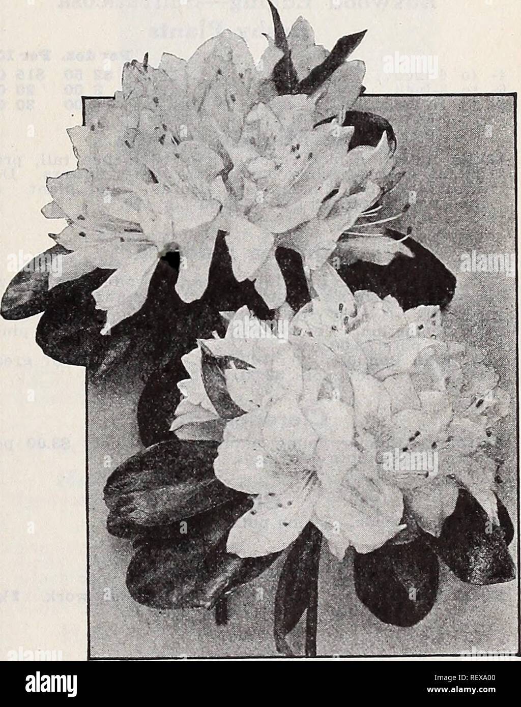 . Dreer's wholesale catalog for florists and market gardeners : 1939 winter spring summer. Bulbs (Plants) Catalogs; Vegetables Seeds Catalogs; Flowers Seeds Catalogs; Nurseries (Horticulture) Catalogs; Gardening Equipment and supplies Catalogs. Agapanthus umbellatus Agapanthus Umbellatus. Strong plants in 6-inch pots. 75c each. Strong plants in 8-inch tubs, $2.50 each. Aglaonema Modestum (Chinese Evergreen). Showy rich green leaves. A choice house plant that may be grown in soil or in bowls filled with water. 2%-inch pots $2.00 $io.OOÂ°per 10'0Â°Â° ^ 10Â°' 3&quot;inÂ°h PÂ°tS' $3,Â°Â° per ^0Z-; Stock Photo