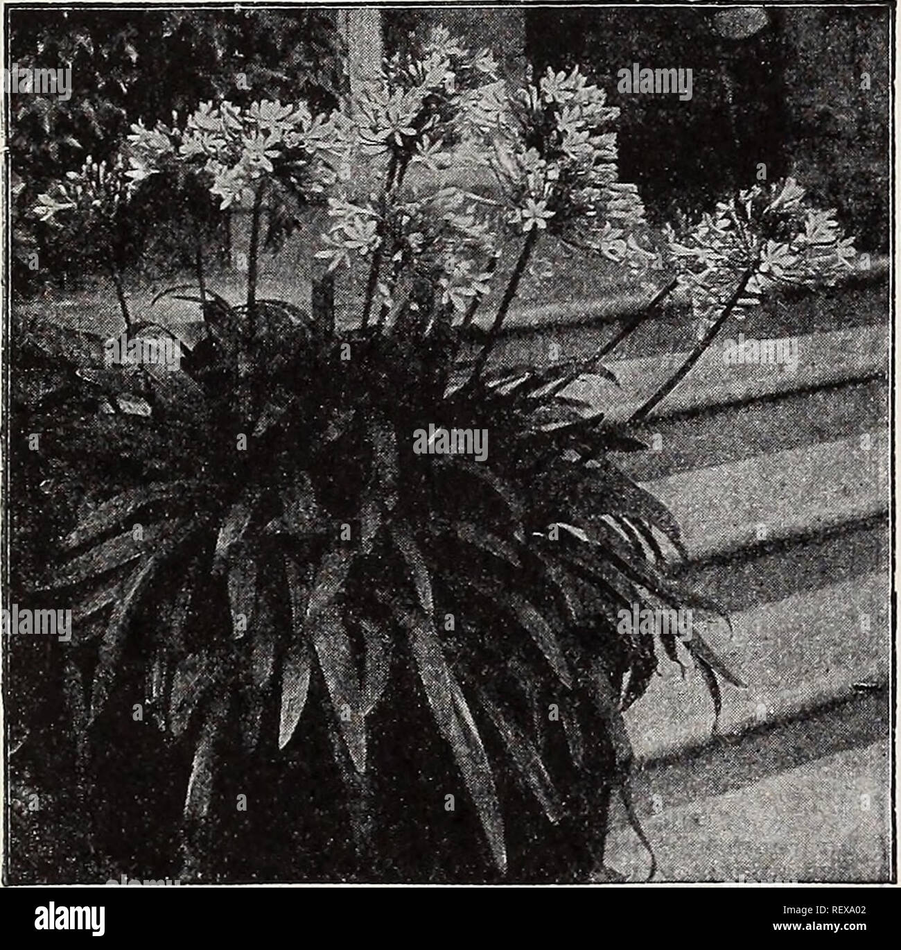 Dreer S Wholesale Catalog For Florists And Market Gardeners 1939 Winter Spring Summer Bulbs Plants Catalogs Vegetables Seeds Catalogs Flowers Seeds Catalogs Nurseries Horticulture Catalogs Gardening Equipment And Supplies Catalogs Plant