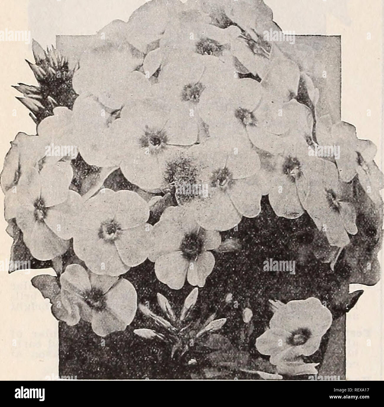 . Dreer's wholesale catalog for florists : winter - spring - summer 1938. Bulbs (Plants) Catalogs; Vegetables Seeds Catalogs; Flowers Seeds Catalogs; Nurseries (Horticulture) Catalogs; Gardening Equipment and supplies Catalogs. HENRY A. DREER Hardy Pcreniiial Plants wholesale catalog Phlox subulata—Moss or Mountain Pink Per doz. Per 100 Alba. White. 3 V2-inch pots $150 $10 00 Blue Hill (New). Deep blue. 3%-inch pots 2 00 12 00 Brilliant (New). Crimson-red. 3i/i-inch pots 2 00 12 00 Bosea. Bright rose. 3%-inch pots 1 50 10 00 Sampson. Very large flowers of a deep rose-pink. A distinct and unusu Stock Photo