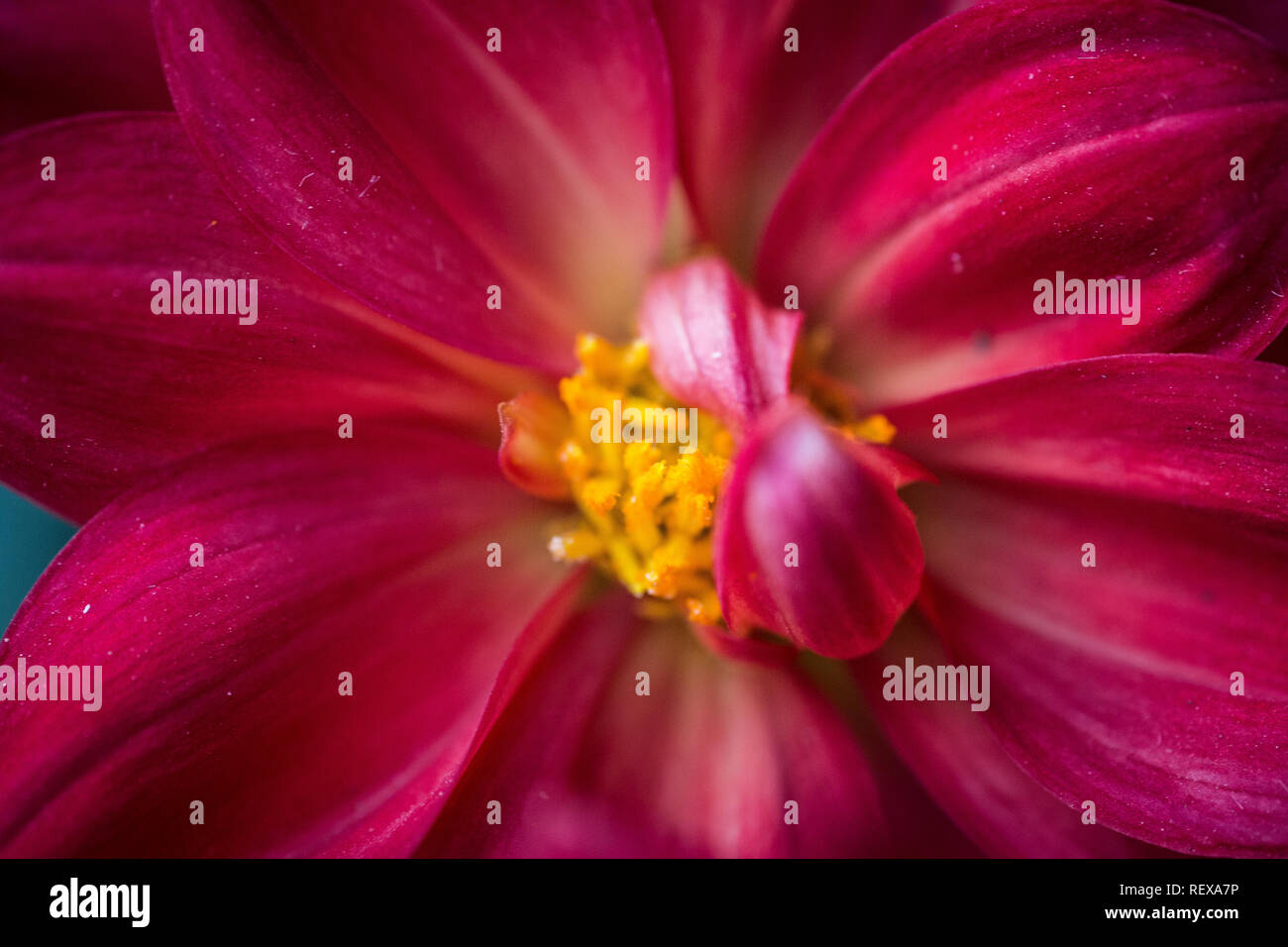 Macro photo of red dahlia Stock Photo