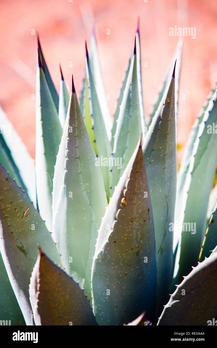 Agave Plant in the desert in Arizona Stock Photo