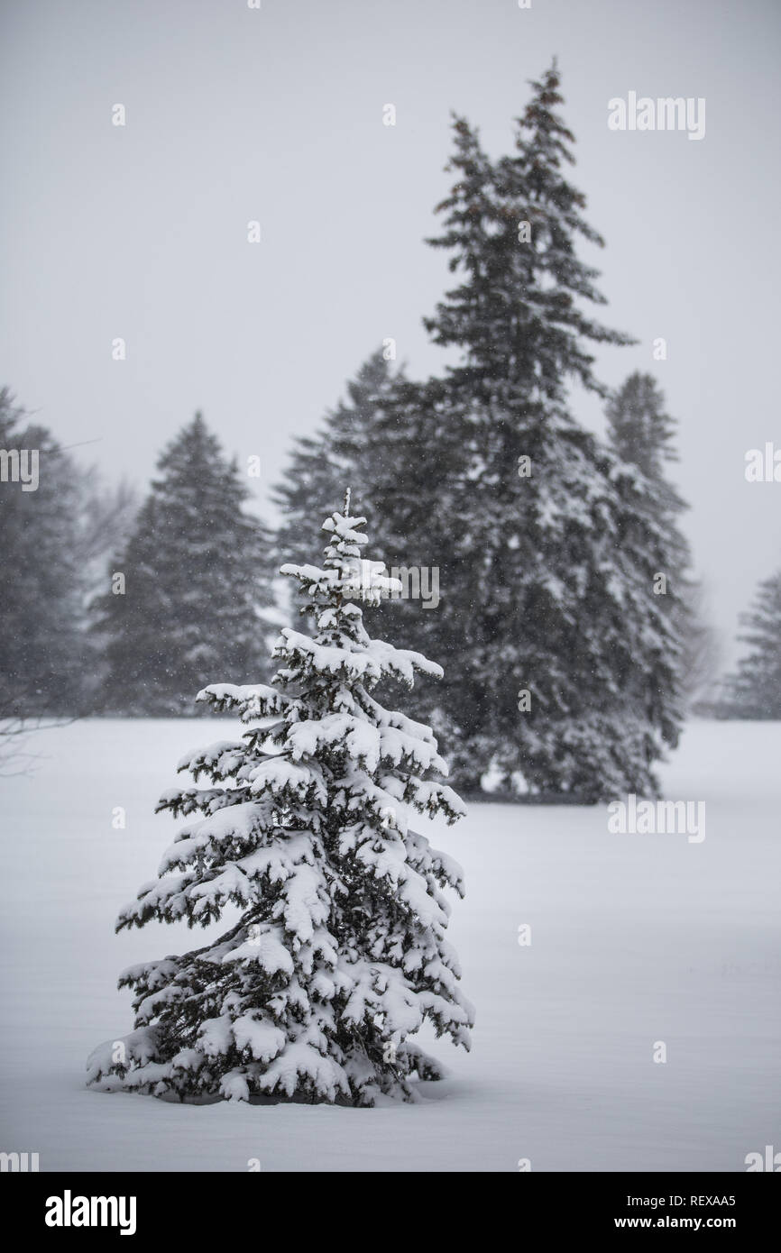 Snow on pine trees in a field Stock Photo