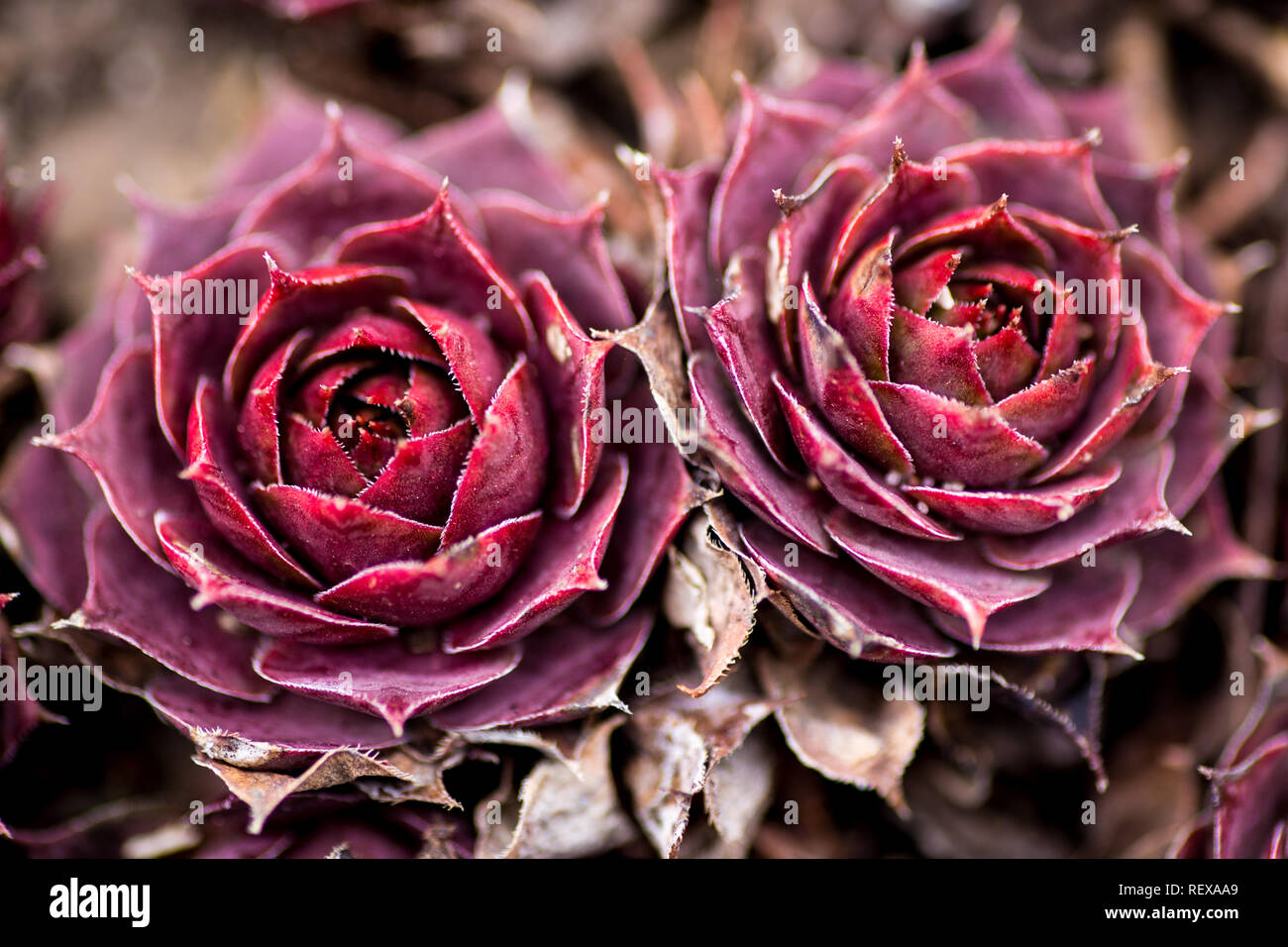 Red Hens and Chicks succulents in the spring Stock Photo
