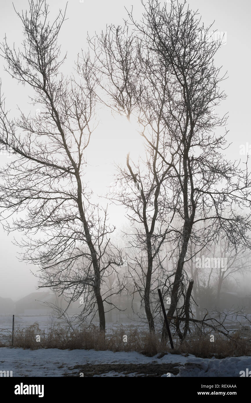 trees in the fog in black and white Stock Photo