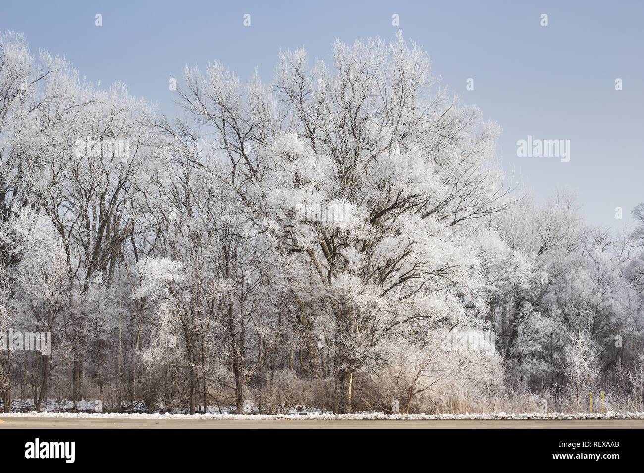 Trees covered in hoar frost in winter Stock Photo