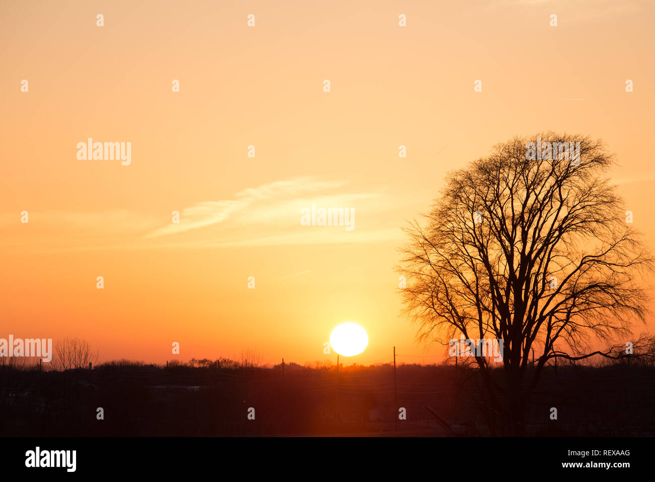 Sunset over a field with a lone bare tree Stock Photo