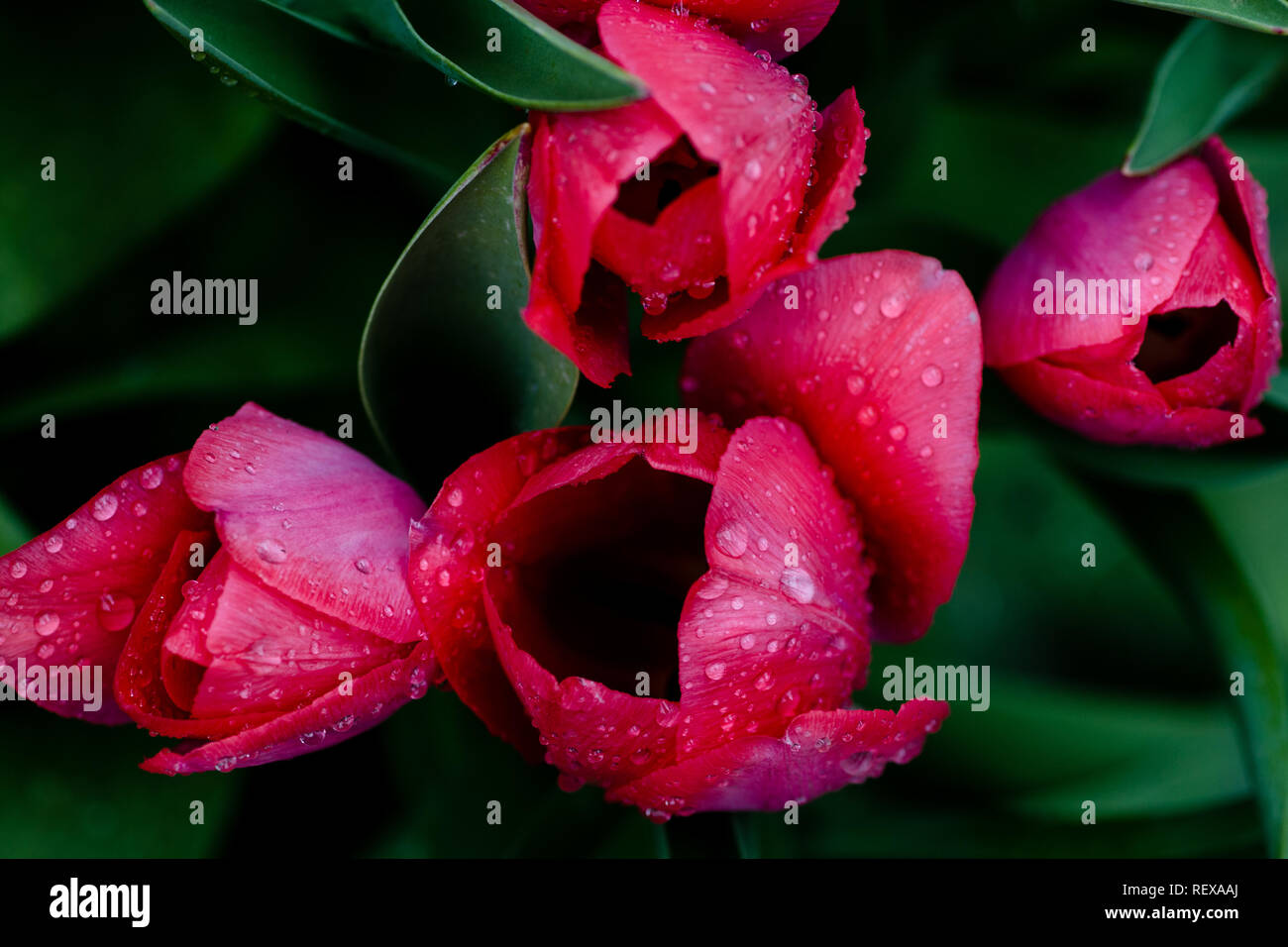 Red tulips in the rain, top view Stock Photo