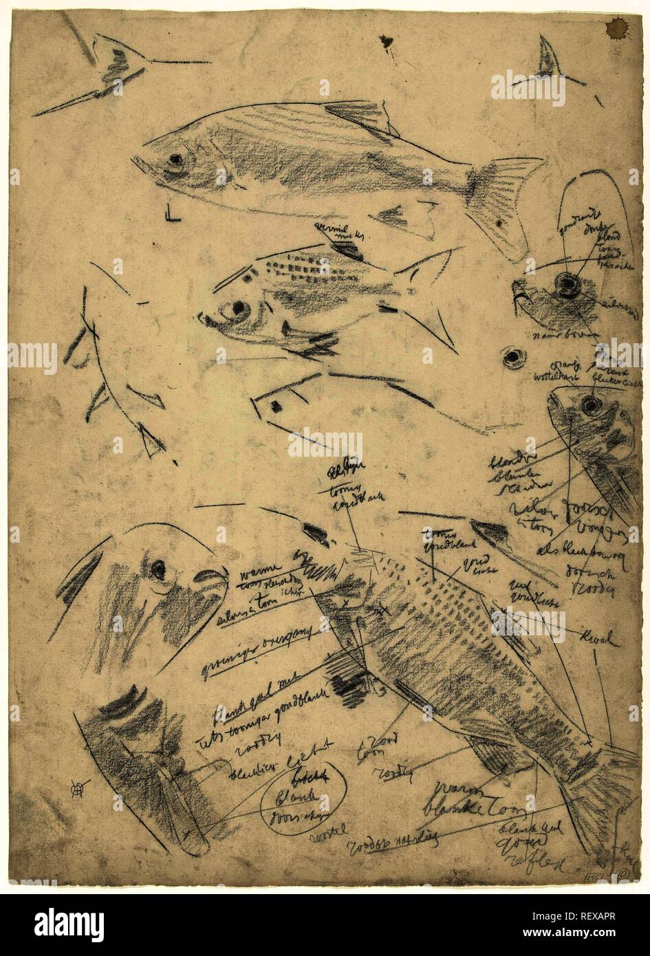 Studies of roaches, with extensive color notes. Draughtsman: Gerrit Willem Dijsselhof. Dating: 1876 - 1924. Measurements: h 520 mm × w 377 mm. Museum: Rijksmuseum, Amsterdam. Stock Photo