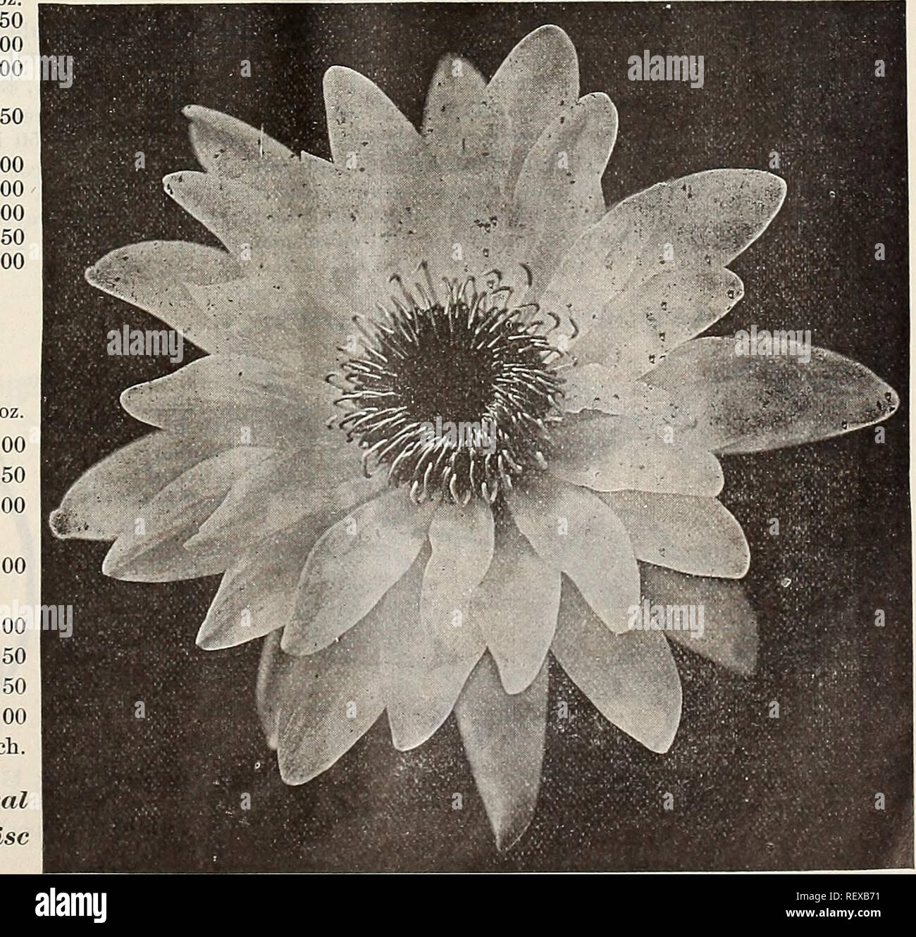 . Dreer's quarterly wholesale price list of seeds, plants &amp;c. : winter edition January 1896 March. Bulbs (Plants) Catalogs; Flowers Seeds Catalogs; Vegetables Seeds Catalogs; Gardening Equipment and supplies Catalogs; Nurseries (Horticulture) Catalogs. Hardy Aquatics. Each. Nelumbium Speciosum .... &quot; Album Striatum. &quot; &quot; Graudiflornm 1.50 &quot; Kermesiuum &quot; Luteum &quot; Roseum Nymphaa Alba &quot; &quot; Candidissima &quot; Laydekeri Rosea 2 50 &quot; Marliacea Albida 1 &quot; &quot; Carnea 1 &quot; Chromatella &quot; &quot; Rosea 1 Odorata, $8 per 100 . &quot; Carolini Stock Photo