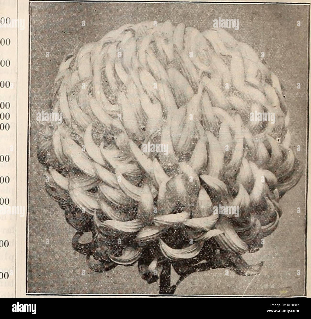 Dreer S Quarterly Wholesale Price List Of Seeds Plants C Winter Edition January 1896 March Bulbs Plants