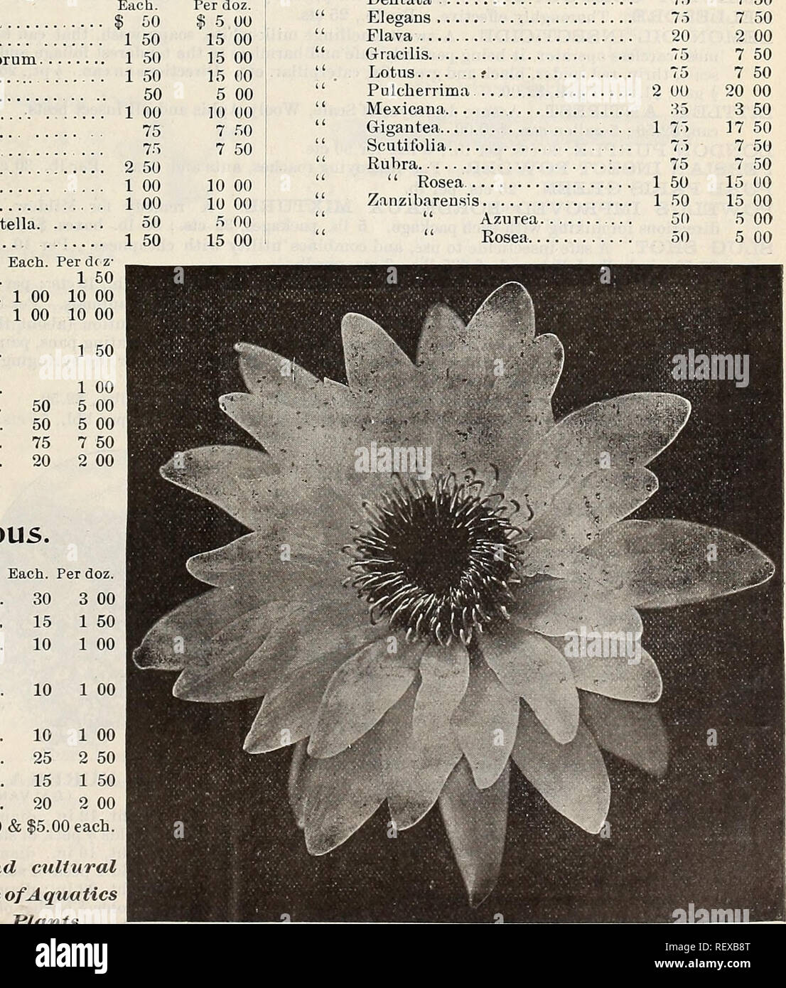 . Dreer's quarterly wholesale price list of seeds, plants &amp;c. : spring edition April 1896 June. Bulbs (Plants) Catalogs; Flowers Seeds Catalogs; Gardening Equipment and supplies Catalogs; Nurseries (Horticulture) Catalogs. Hardy Aquatics. Each. Nelumbium Speciosum '' Album Striatum. &quot; &quot; Grandiflorum. &quot; Kermesinum. Luteum '' Eoseum Nymphsea Alba &quot; &quot; Candidissima &quot; Laydekeri Eosea. Marliacea Albida. &quot; &quot; Carnea. &quot; Chromatella. &quot; &quot; Eosea... &quot; Odorata, $8 per 100 . &quot; Caroliniana.. &quot; Exquisita.... &quot; &quot; Gigantea, |10 p Stock Photo