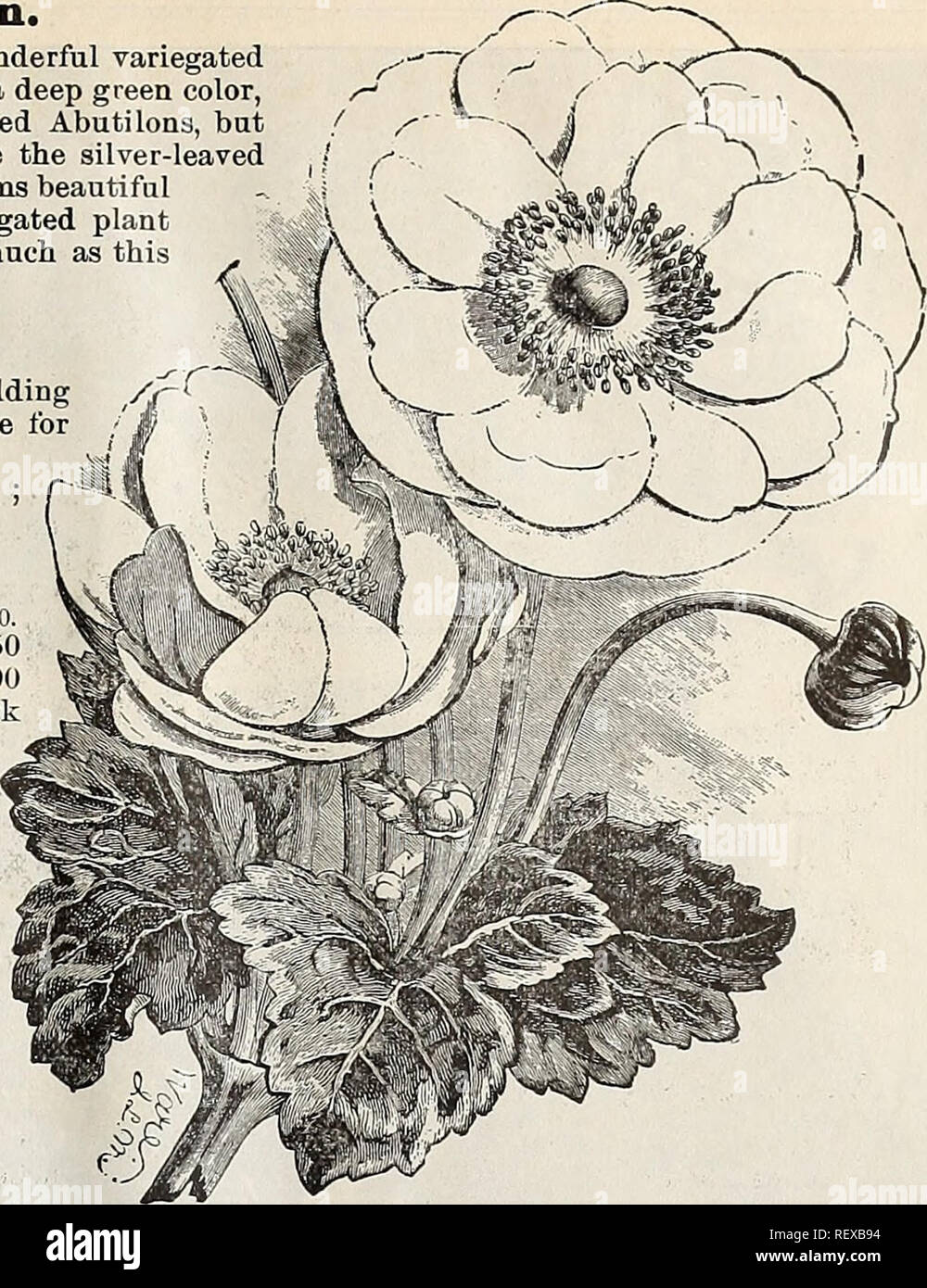 . Dreer's quarterly wholesale price list of seeds, plants &amp;c. : winter edition January 1896 March. Bulbs (Plants) Catalogs; Flowers Seeds Catalogs; Vegetables Seeds Catalogs; Gardening Equipment and supplies Catalogs; Nurseries (Horticulture) Catalogs. DREER'S WHOLESALE PRICE LIST 19 Abutilon Souvenir de Bonn. A most distinct and striking novelty and the most wonderful variegated Abutilon yet introduced. The foliage is large and of a deep green color, not mottled and marbled as in all other forms of variegated Abutilons, but each leaf is edged with a broad white margin, not unlike the silv Stock Photo