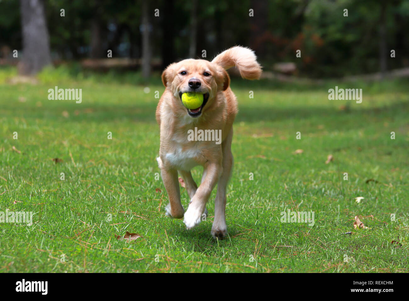 Golden mix dog playing fetch in the backyard with tennis ball Stock Photo