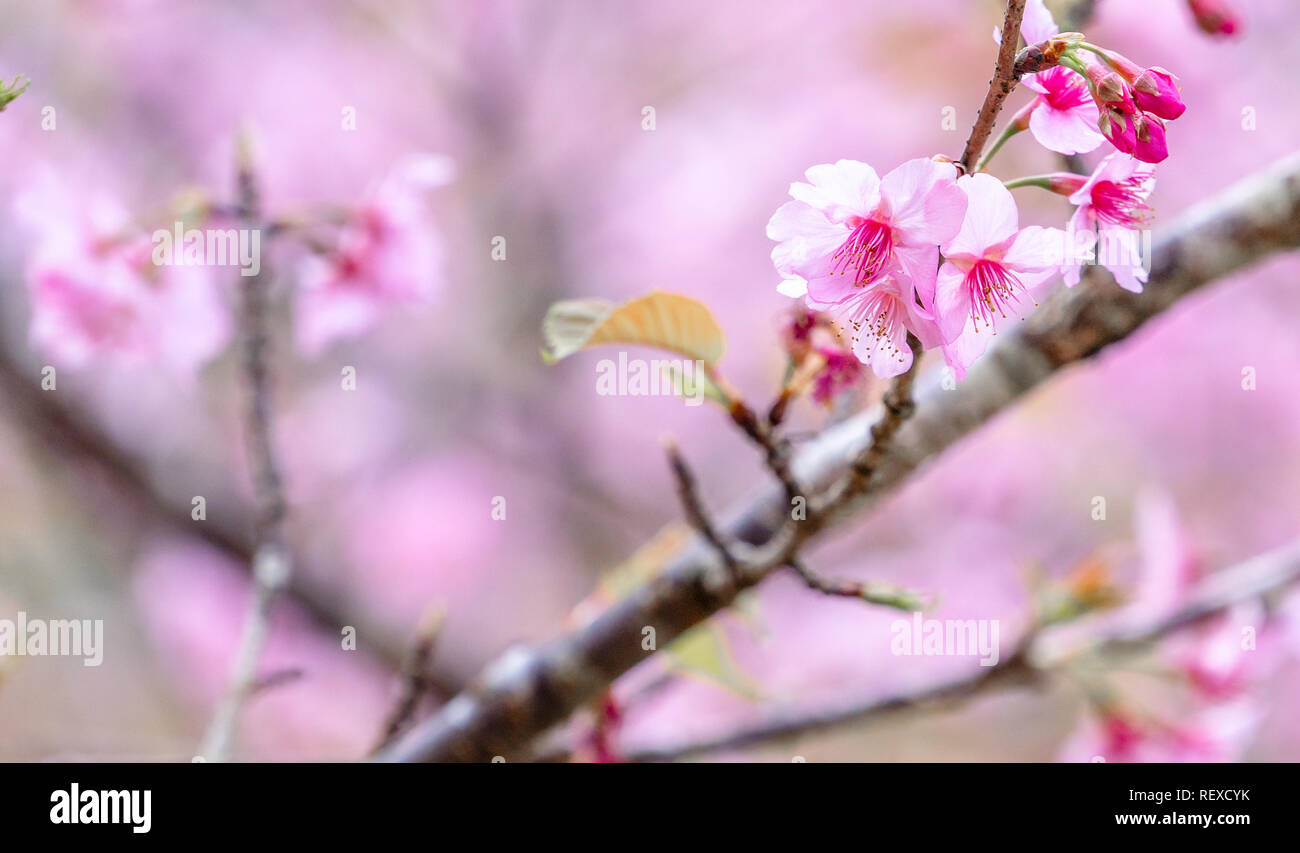 Beautiful cherry blossoms sakura tree bloom in spring over the blue sky ...