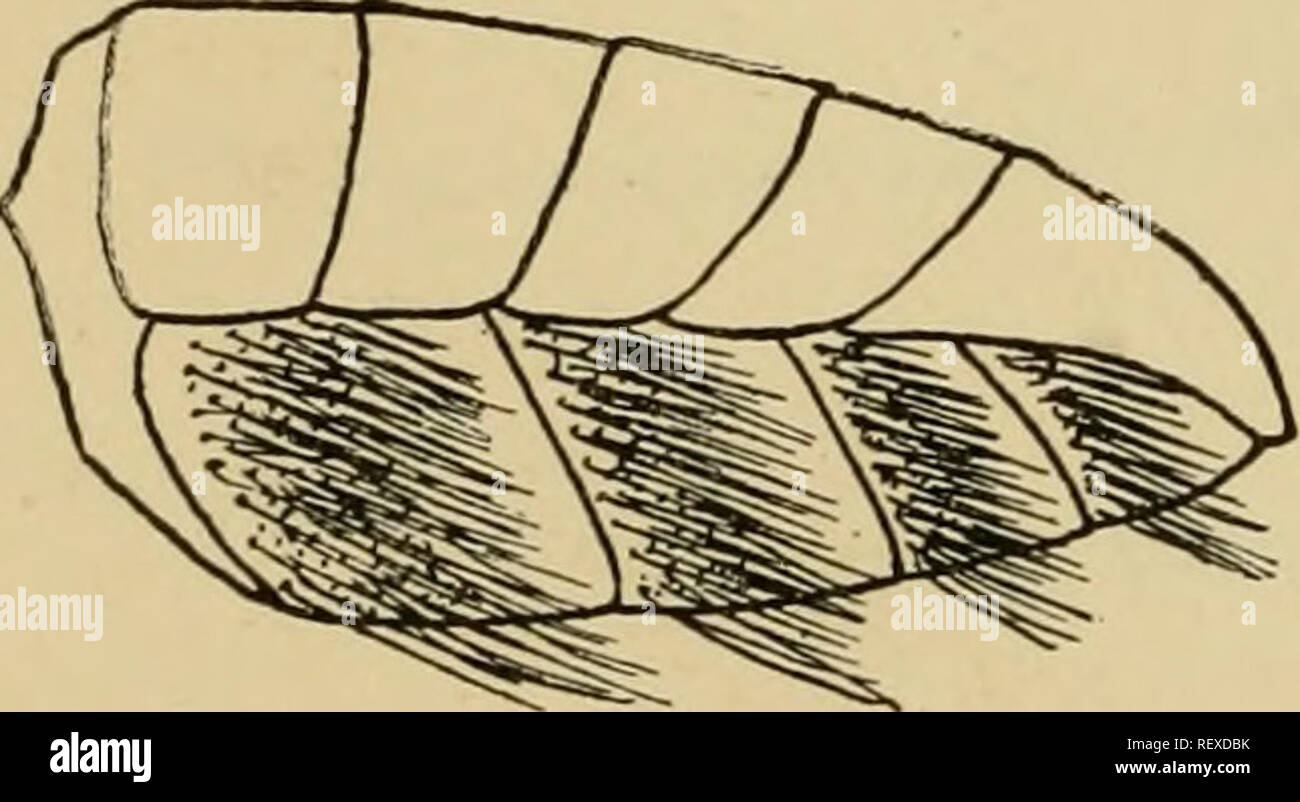 . Economic entomology for the farmer and the fruit grower, and for use ...