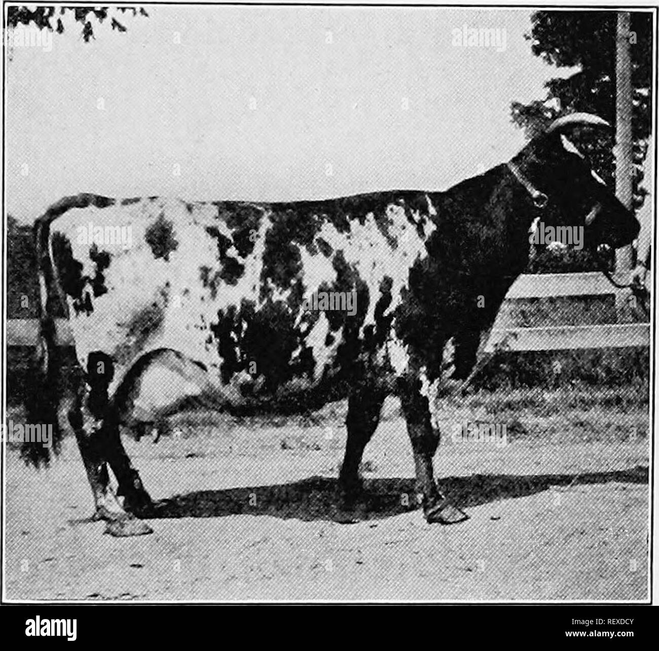 Livestock restraint hires stock photography and images Alamy