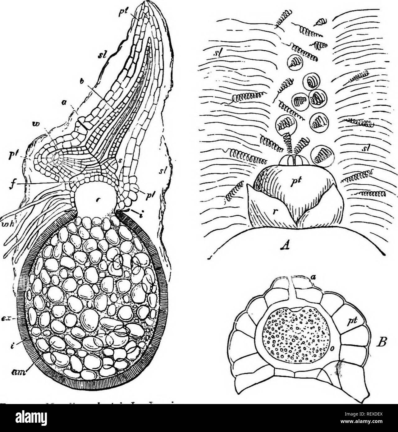 . A handbook of cryptogamic botany. Cryptogams. 32 VASCULAR CRYPTOGAMS the lower and larger portion of the protoplasmic cell-contents contract- ing into an oosphere. If the archegone remains unfertilised the prothal- lium continues to grow into a comparatively large chlorophyllous structure with rhizoids. The male prothallium and antherids are reduced to a still more. Fig. 14.—Marsilea sahatrix L. Longi- tudinal section through megaspore, pro- thallium, and embryo. a;«, starch grains; r, inner ccat ; ex^ epispore; c, space heneath diaphragm ; pt.^ prothal- lium ; -wkj its rhizoids; a, archegon Stock Photo