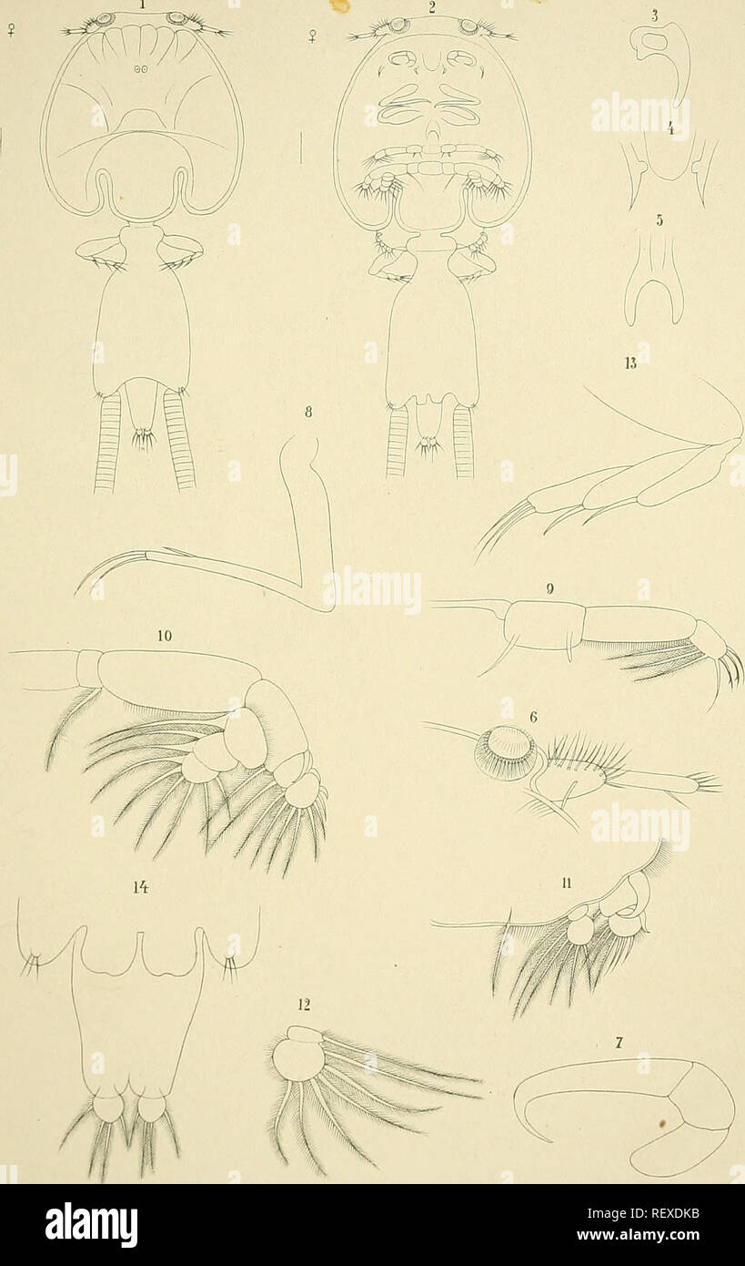 Via dei pesci via dei pesci via dei pesci hires stock photography and