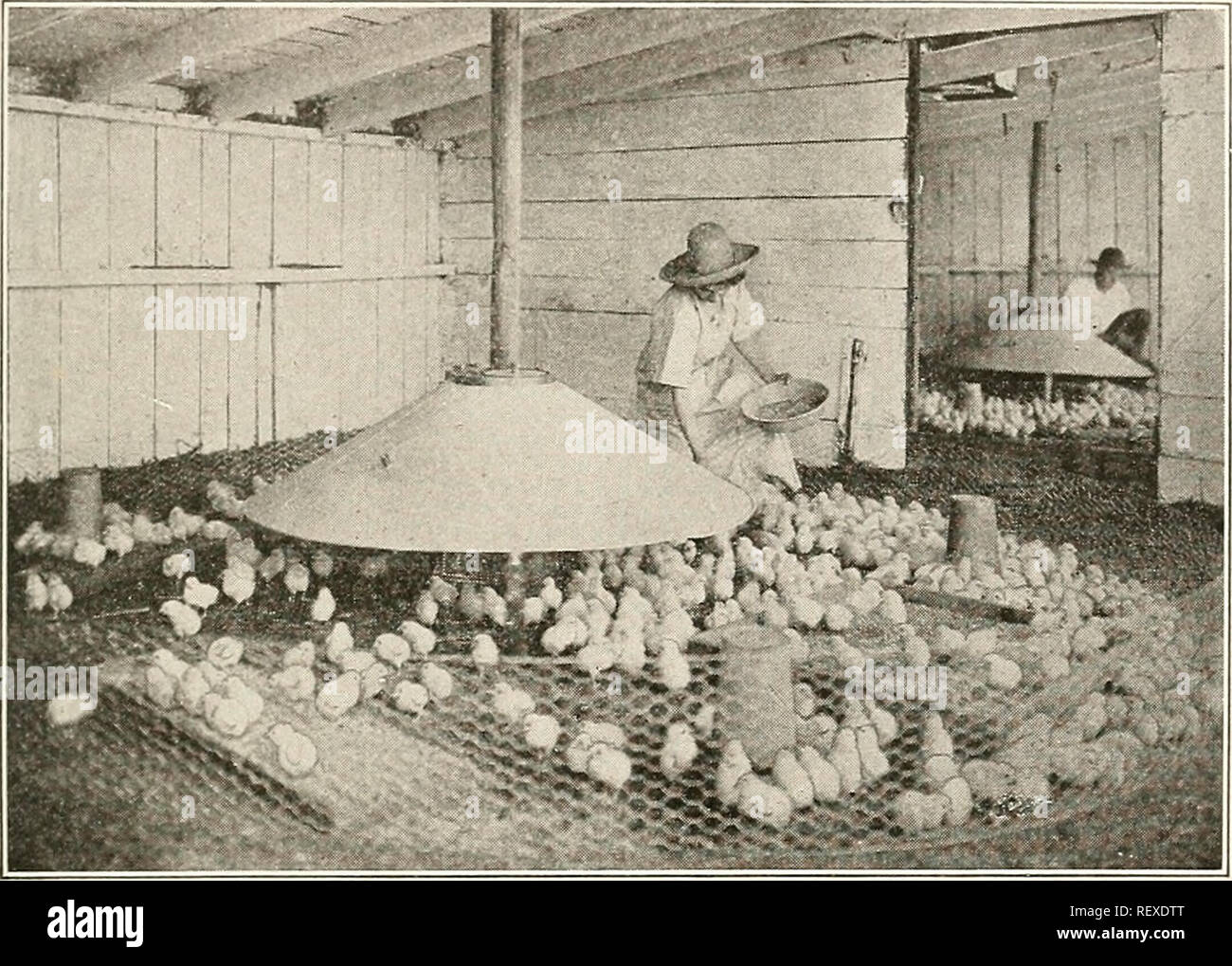 Photo inspiration: Fresh Look at Commercial Brooder Hi Res Stock Photography And Images