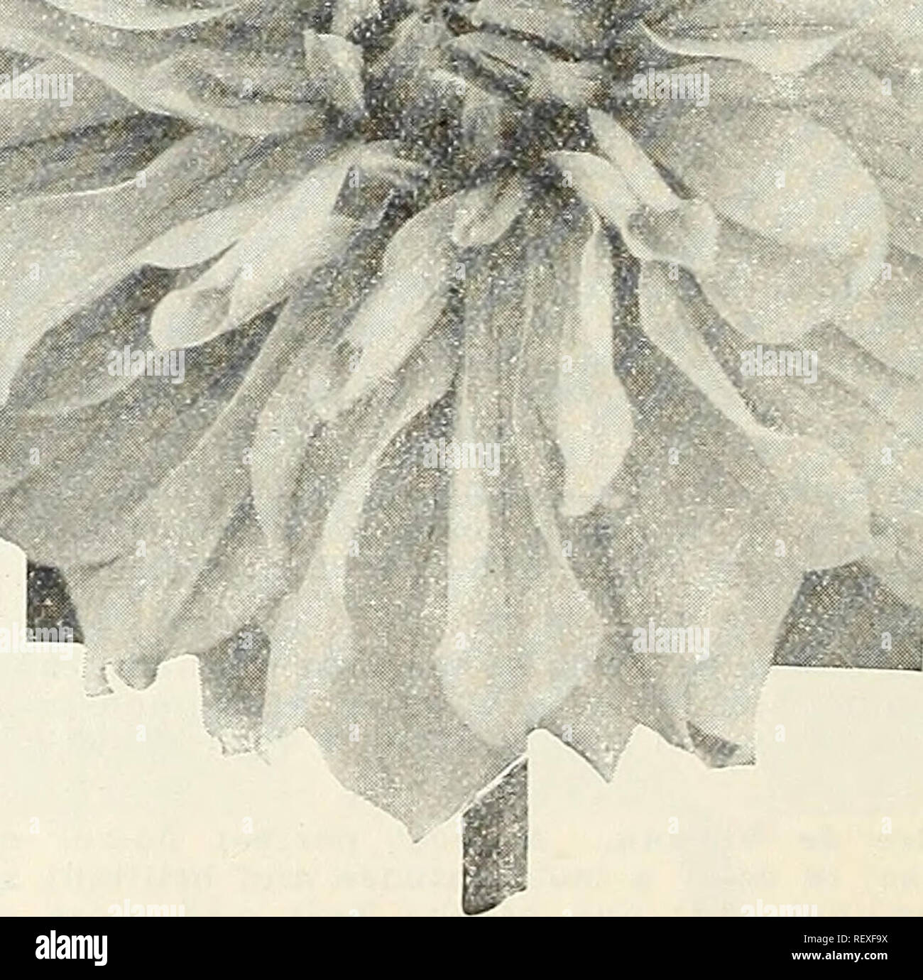 . Dreer's wholesale price list. Bulbs (Plants) Catalogs; Vegetables Seeds Catalogs; Flowers Seeds Catalogs; Nurseries (Horticulture) Catalogs; Gardening Equipment and supplies Catalogs. Decorative Dahlia, Jessie K. Prescott Harry Sheldon, Jr. A large well formed flower of de- lightful color, the outer petals of a bright lavender- pink with creamy-white centre, strong semi-dwarf habit of growth. $5.00 per doz.; §40.00 per 100. SELECT DECORATIVE DAHLIAS (Continued) Jersey's Sweetheart. A dainty attractive pink, shad- ing to white in centre; flowers produced in abun- dance on slender stiff stems; Stock Photo