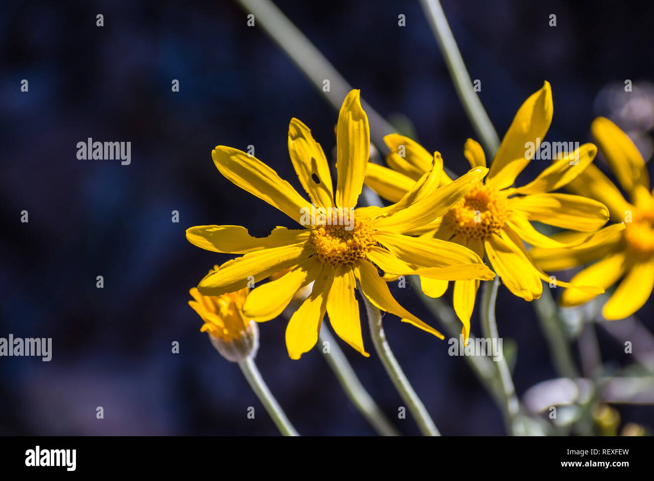 Common woolly sunflower (Eriophyllum lanatum) wildflowers blooming in Siskiyou County, California Stock Photo