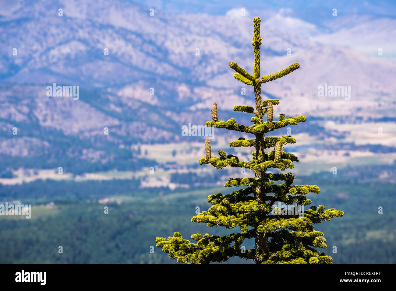 Silver Tip Christmas Tree