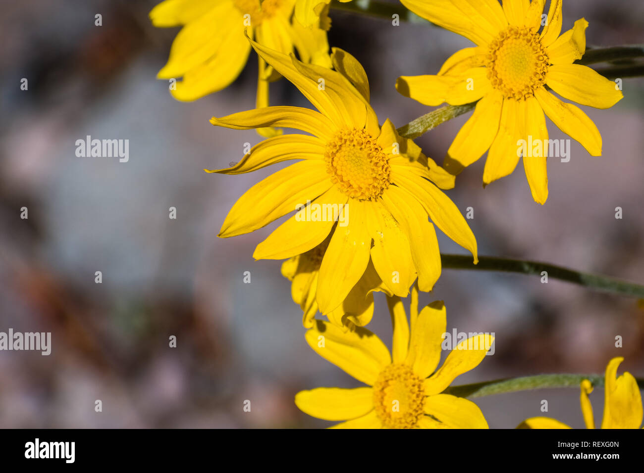Common woolly sunflower (Eriophyllum lanatum) wildflowers blooming in Siskiyou County, California Stock Photo