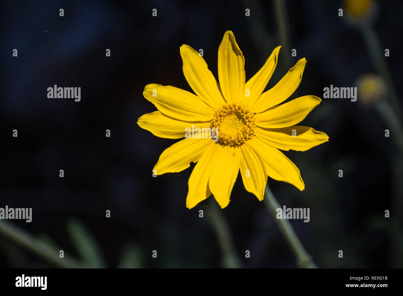 Common woolly sunflower (Eriophyllum lanatum) wildflower blooming in Siskiyou County, California Stock Photo