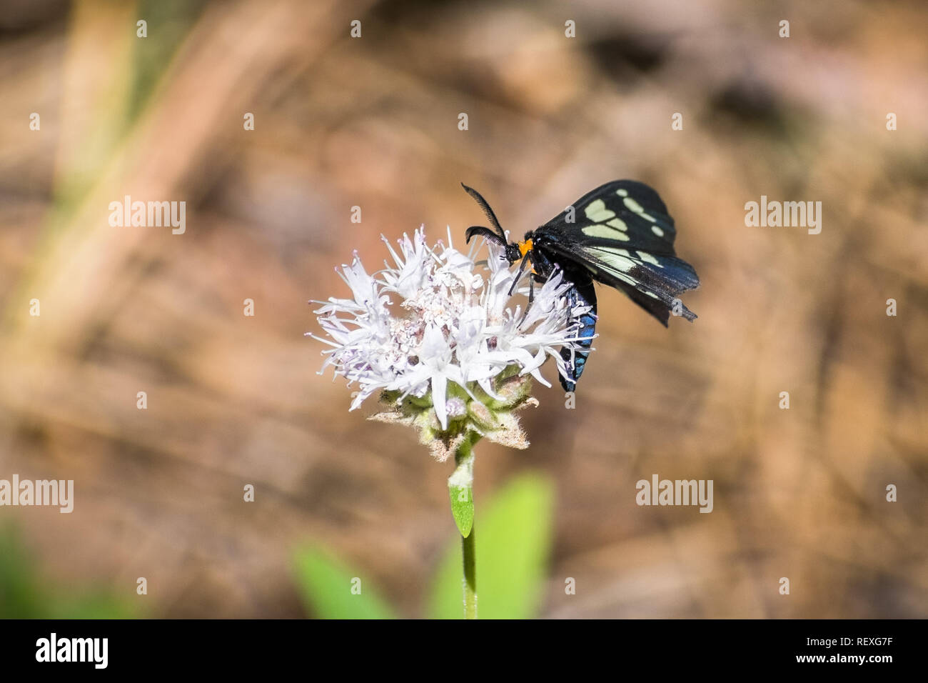 Police-car moth (Gnophaela vermiculata) feeding on a mountain coyote mint wildflower, Northern Calfiornia Stock Photo