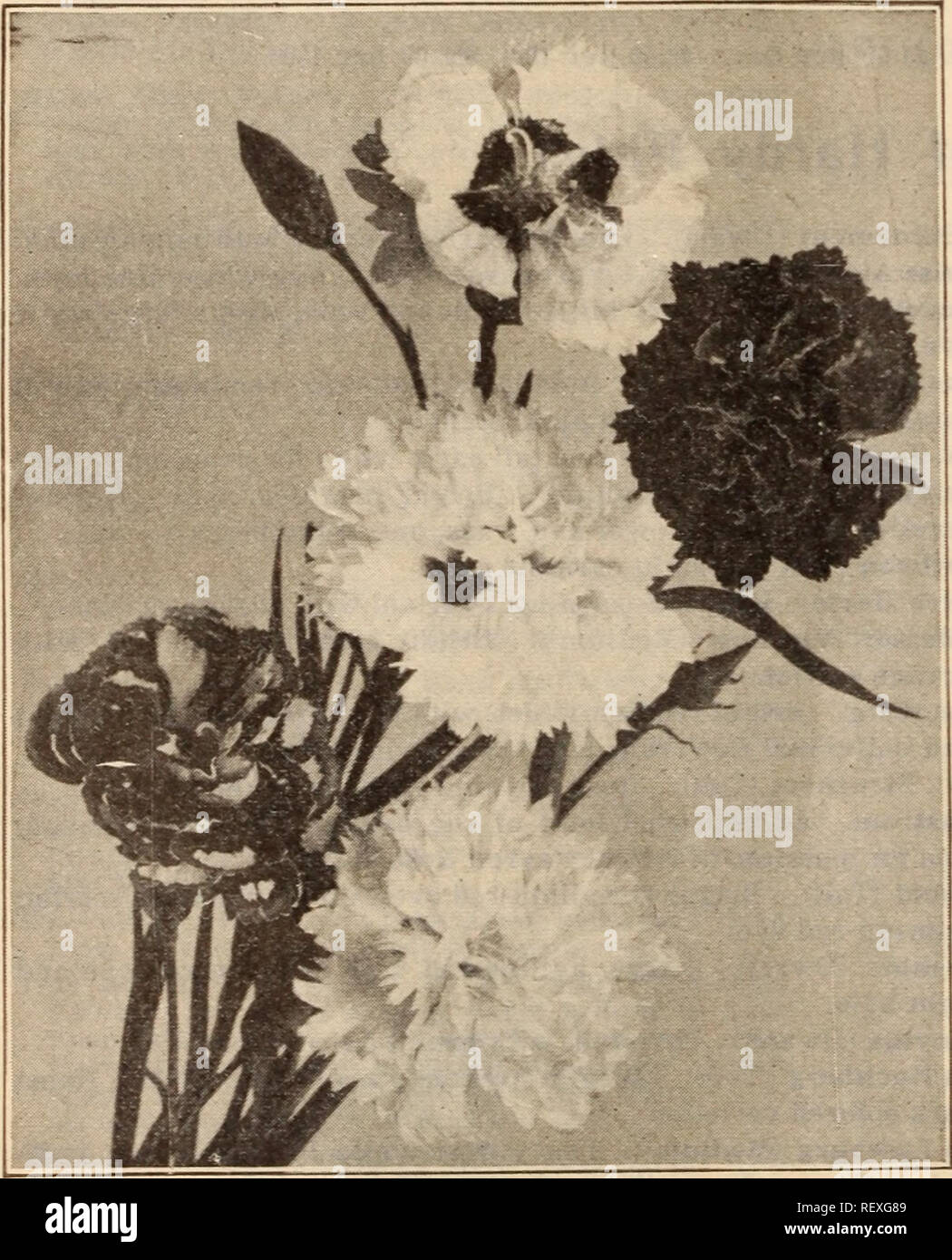 . Dreer's wholesale price list / Henry A. Dreer.. Nursery Catalogue. 38 HENRY A. DREER, PHILADELPHIA, PA., WHOLESALE PRICE LIST A New Race of Phloxes, P. Arendsi. At the grreat international exhibition held in London in May, 1912, where this new type of Phlox received an award of merit, no other new plant in the Hardy Perennial class attracted such great atten- tion. This new type originated through the successful crossing of the early-flowering popular Phlox Divaricata Canadensis with the showy hardy herbaceous varieties of Phlox Decussata. The plants are of vigorous, branching habit, growing Stock Photo