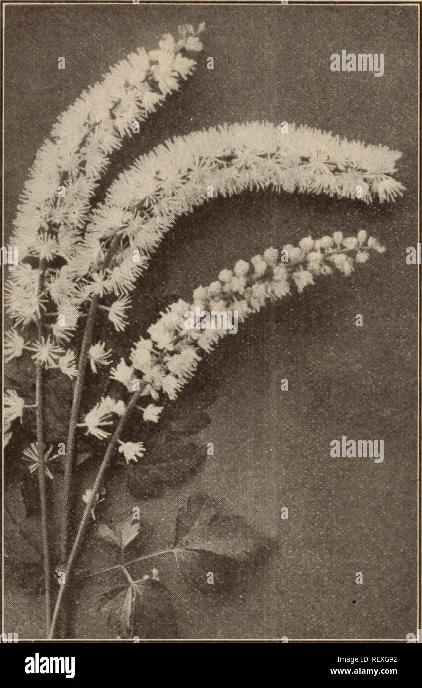 . Dreer's wholesale price list / Henry A. Dreer.. Nursery Catalogue. 30 HENRY A. DREER, PHILADELPHIA, PA., WHOLESALE PRICE LIST. CIMICIFUCA SIMPLEX Cimicifuga (Snakeroot). ^^^^^^ Acerinum, or Japonicum. Strongr roots $2 00 $15 00 Racemosa. Strong roots . 125 800 Simplex. Cylindrical spike of white flowers. Strong roots, 25 cts. each: $2.50 per doz. Clematis. p^^^^^ p^^ Davidiana. 3-inch pots $0 85 $6 00 Heraclesefolia. 3-inch pots 85 6 00 Recta. (Ready in Nov.) 2-year-old plants .... 1 50 12 00 Recta Flore Plena. (Ready in Nov.) A rare double-flowering form. 35 cts. each; $3.50 per doz. Calime Stock Photo