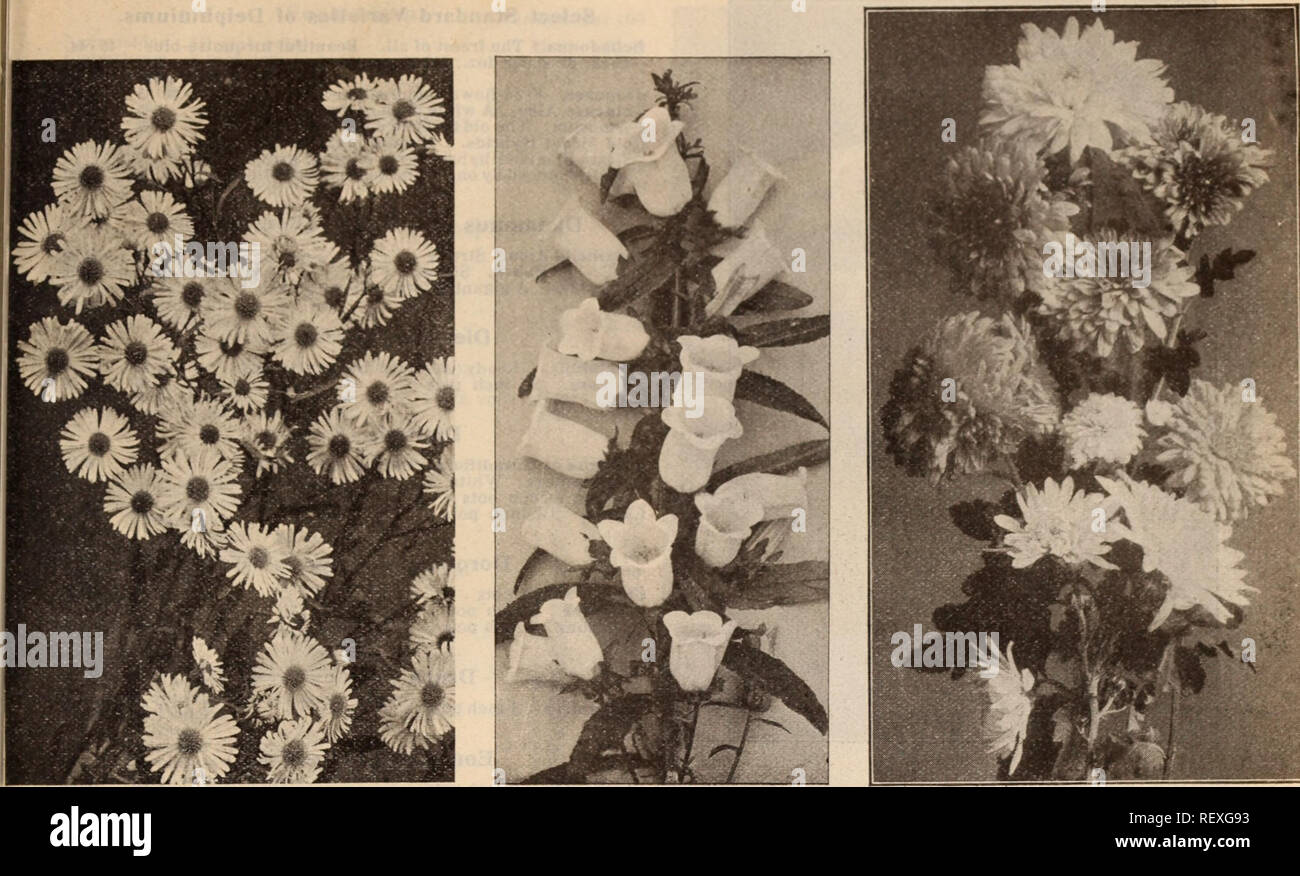 . Dreer's wholesale price list / Henry A. Dreer.. Nursery Catalogue. BOLTONIA CAMPANULA MEDIUM (Canterbury Bells) POMPON CHRYSANTHEMUMS I Astilbe Arendsi. This new type is of very vigorous growth, producing many- branched, feathered heads of flowers. 2&gt;2 to 3 feet high. Ceres. Delicate, light rose with silvery sheen. Juno. Strong upright plumes of deep violet rose. Salmon Queen. Beautiful salmon pink. Venus. Deep violet rose. Vesta. Light lilac rose. Pink Pearl. Dense plumes of delicate pink. 30 cts. each; $3.00 per doz. Choicest Mixed Varieties of above, $2.00 per doz.; $15.00 per 100. Ast Stock Photo