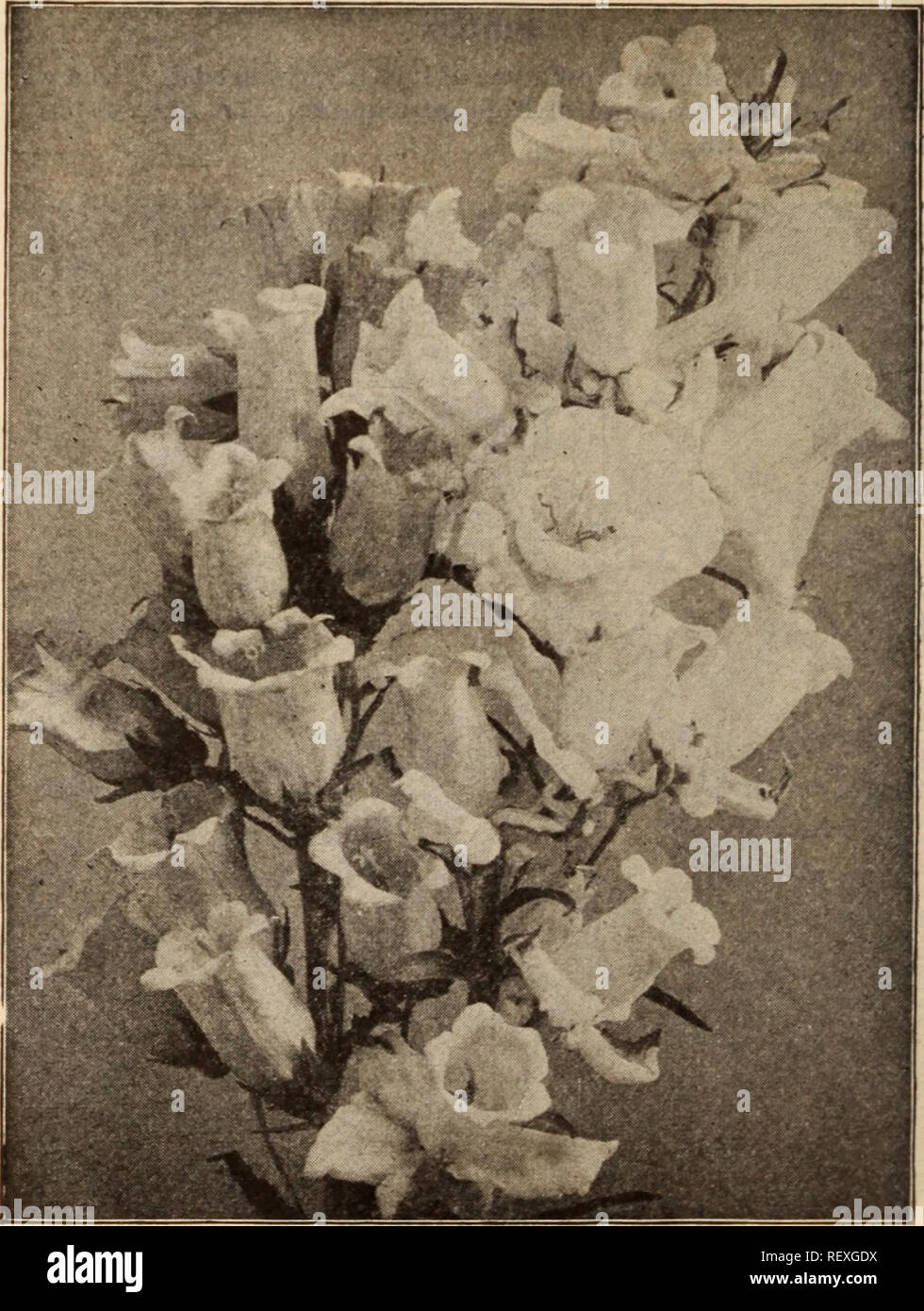 . Dreer's wholesale price list / Henry A. Dreer.. Nursery Catalogue. AQUILEGIA Tr. pkt. Oz. Achillea. PUrmica fl. pi.. &quot;The Pearl&quot; (Double White Yarrow). A fine white cut flower; blooms all summer Aconltum Napellus (Monkshood) Agrostemma Coronaria. Bright crimson Alyssum Saxatlle Compactum. Yellow Ampelopsls Veltchi (Boston Ivy). 60 cts. per '^-Ib. Anemone Coronaria. Mixed colors St. Brisld. Semi-double, fine Anthemis Tinctoria Kelwayi Anchusa Italica Dropmore Variety Aqullesria Californica Hybrida. Mixed colors .... Canadensis. Red and yellow Chrysantha. Yellow &quot; Alba. Pure whi Stock Photo