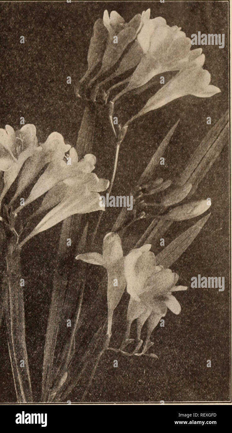 . Dreer's wholesale price list / Henry A. Dreer.. Nursery Catalogue. WHITE CALLA LILY FREESIA IMPROVED PURITY Allium Per 100 Per 1000 Aureutn. Yellow hardy $0 60 $5 00 Azureum. Bright azure blue, 50 cts. per doz. . 3 50 Hermetti Qrandiflorum. Pure white ... 75 6 CO Neapolitanum. White, valuable for forcing. ... 60 5 00 Anemones Duchess of Lorraine. Double rose Harold. Double, blue L'Eclair. Double, scarlet ... Ceres. Double, white tinted rose Rosette. Double, delicate rose . Double Mixed. All colors. $9.00 per 1000 . . Fulgens. Brilliant, single scarlet. A fine forcing variety. $14.00 per 1000 Stock Photo