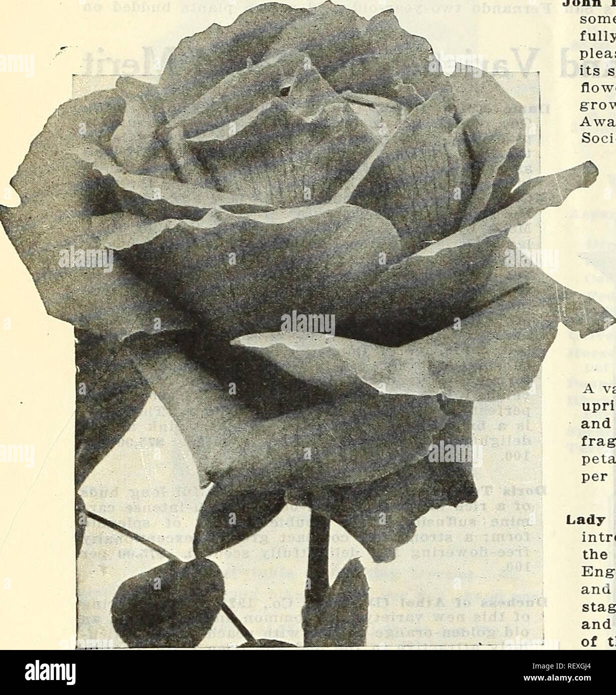 . Dreer's wholesale price list : bulbs for florists plants for florists flower seeds for florists. Bulbs (Plants) Catalogs; Flowers Seeds Catalogs; Vegetables Seeds Catalogs; Nurseries (Horticulture) Catalogs; Gardening Equipment and supplies Catalogs. 34 HENRY A. DREER Roses WHOLESALE LIST New Hybrid-Tea Roses and Varieties of Special Merit Dormant Stock for Delivery Winter of 1928-1929. 'Sew Hybrid-Tea Rose, John Rnssell Irish Courage (McGredy, 1927). A splendid addition to the list of bi-colored Roses, the color being a soft shrimp-pink merging to salmon in the fully ex- panded petals, the  Stock Photo